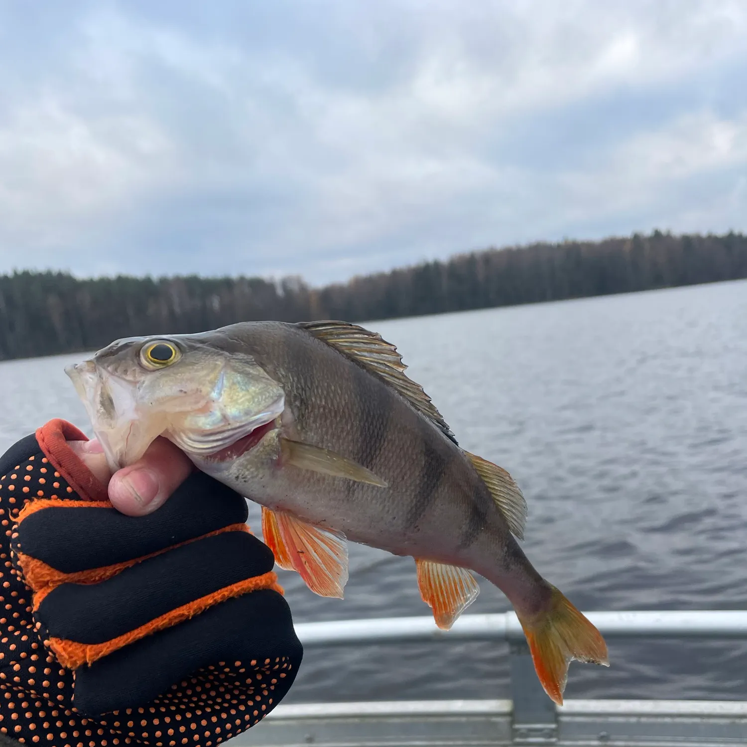European perch caught on Fishbrain