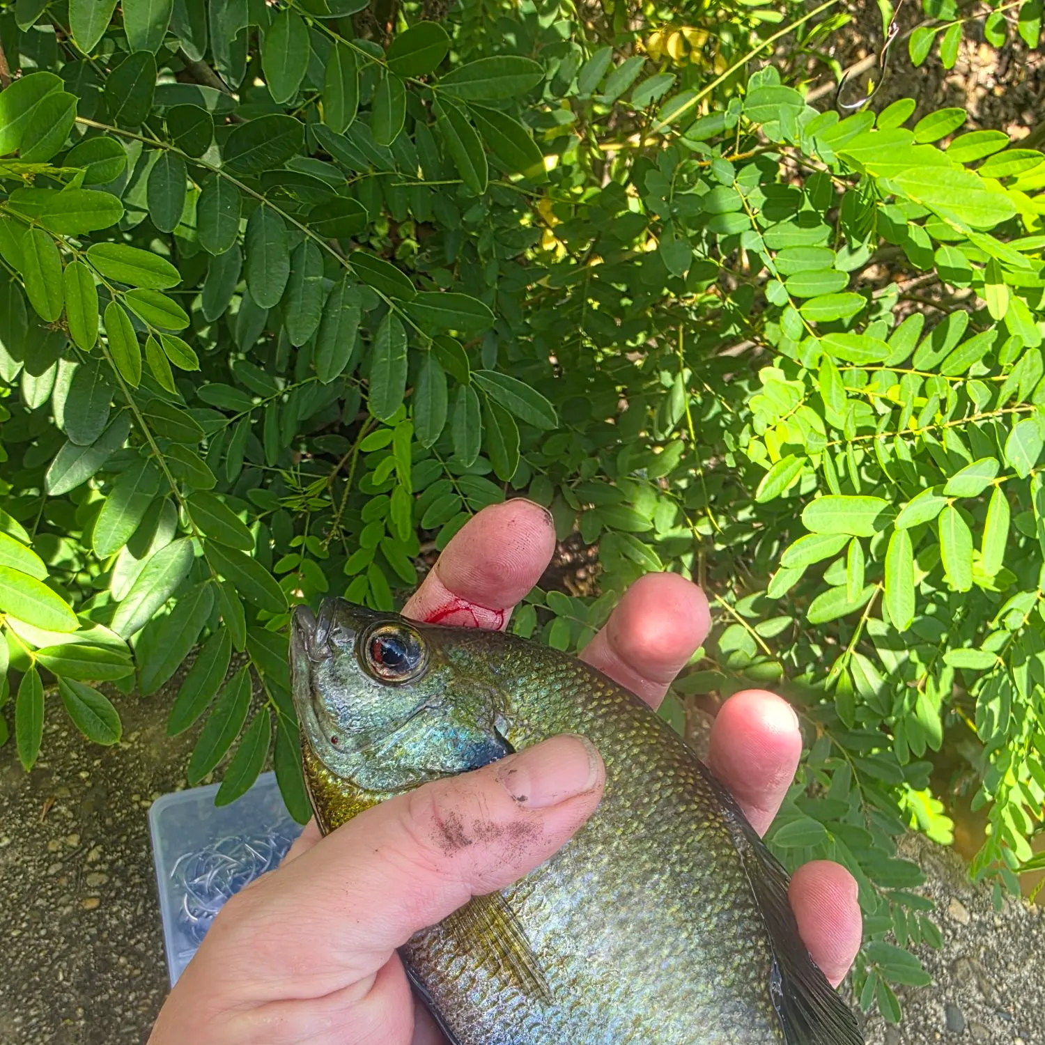 catch