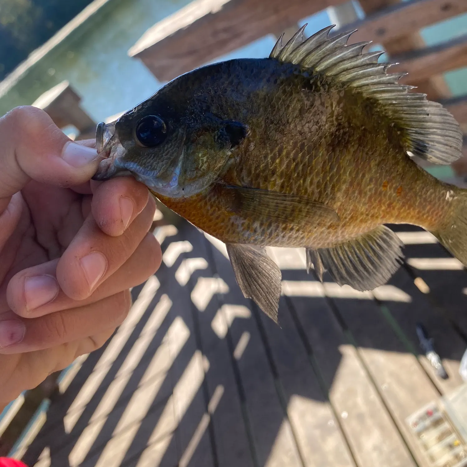 Bluegill caught on Fishbrain
