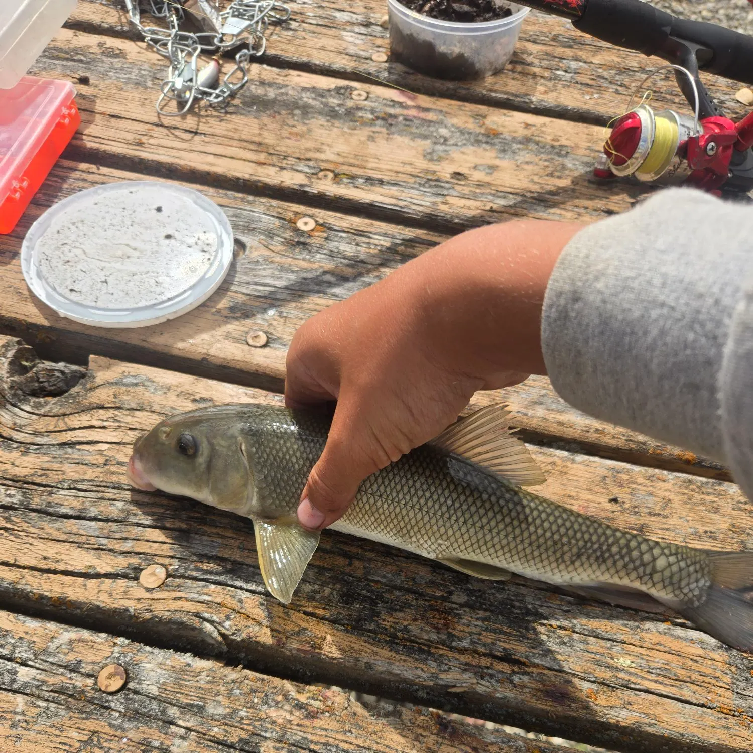 The most recent Longnose sucker catches on Fishbrain