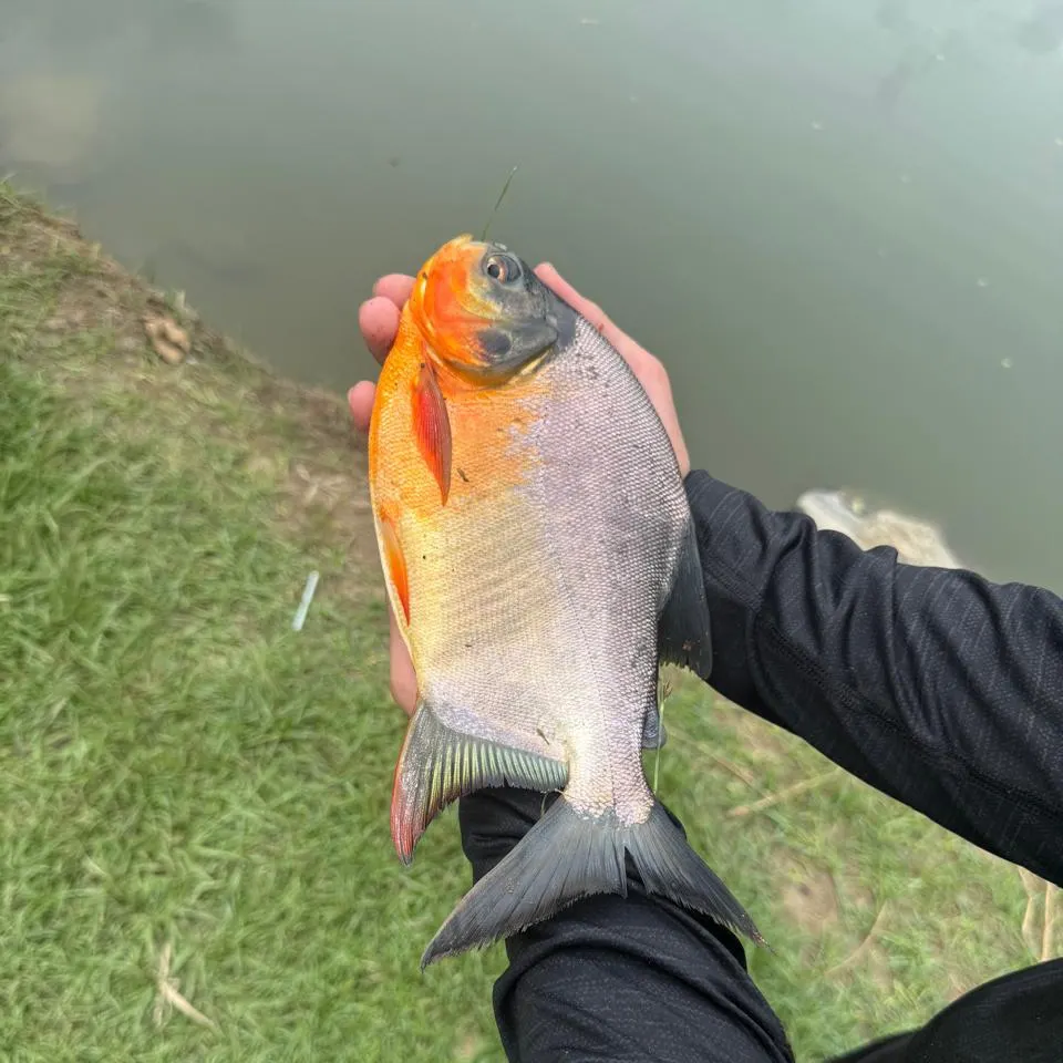 The most recent Red-bellied pacu catches on Fishbrain