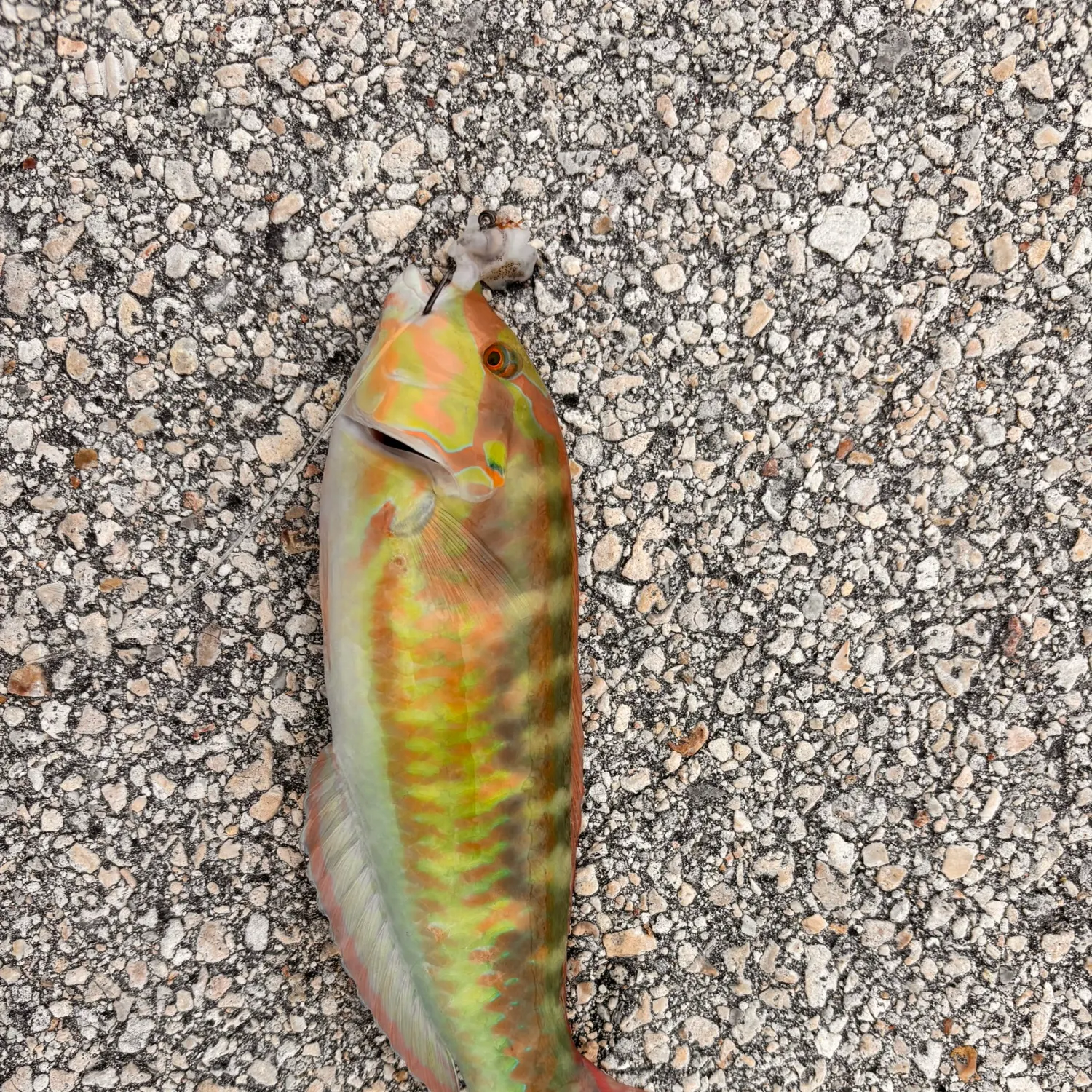 The most recent Slippery dick wrasse catches on Fishbrain