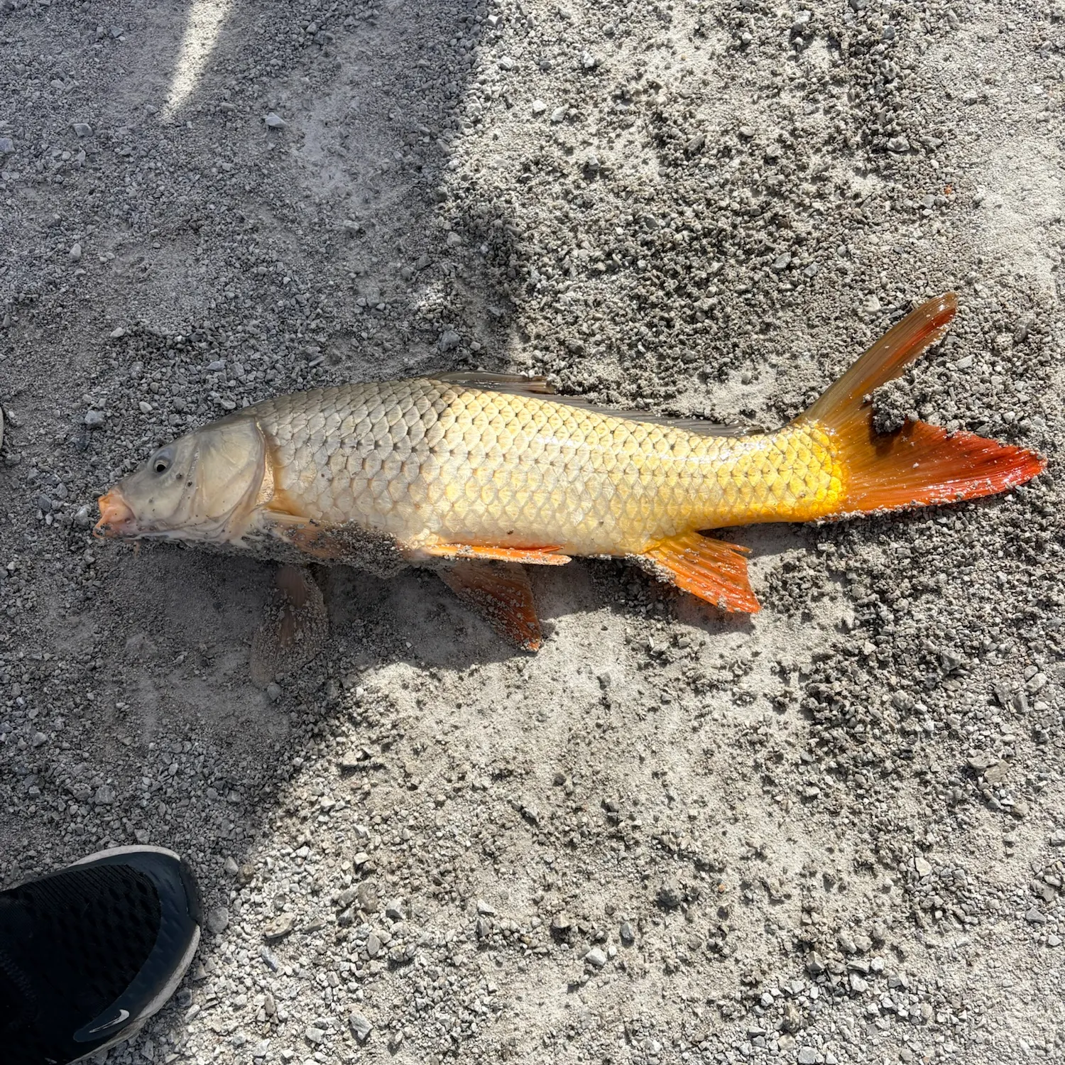 Common carp caught on Fishbrain