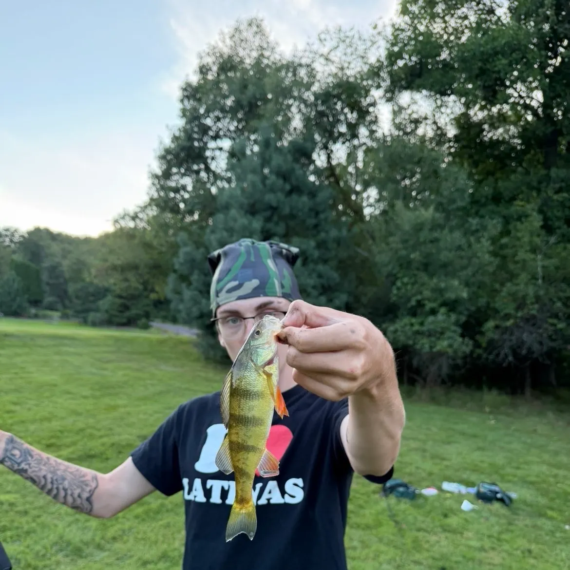 Yellow perch caught on Fishbrain