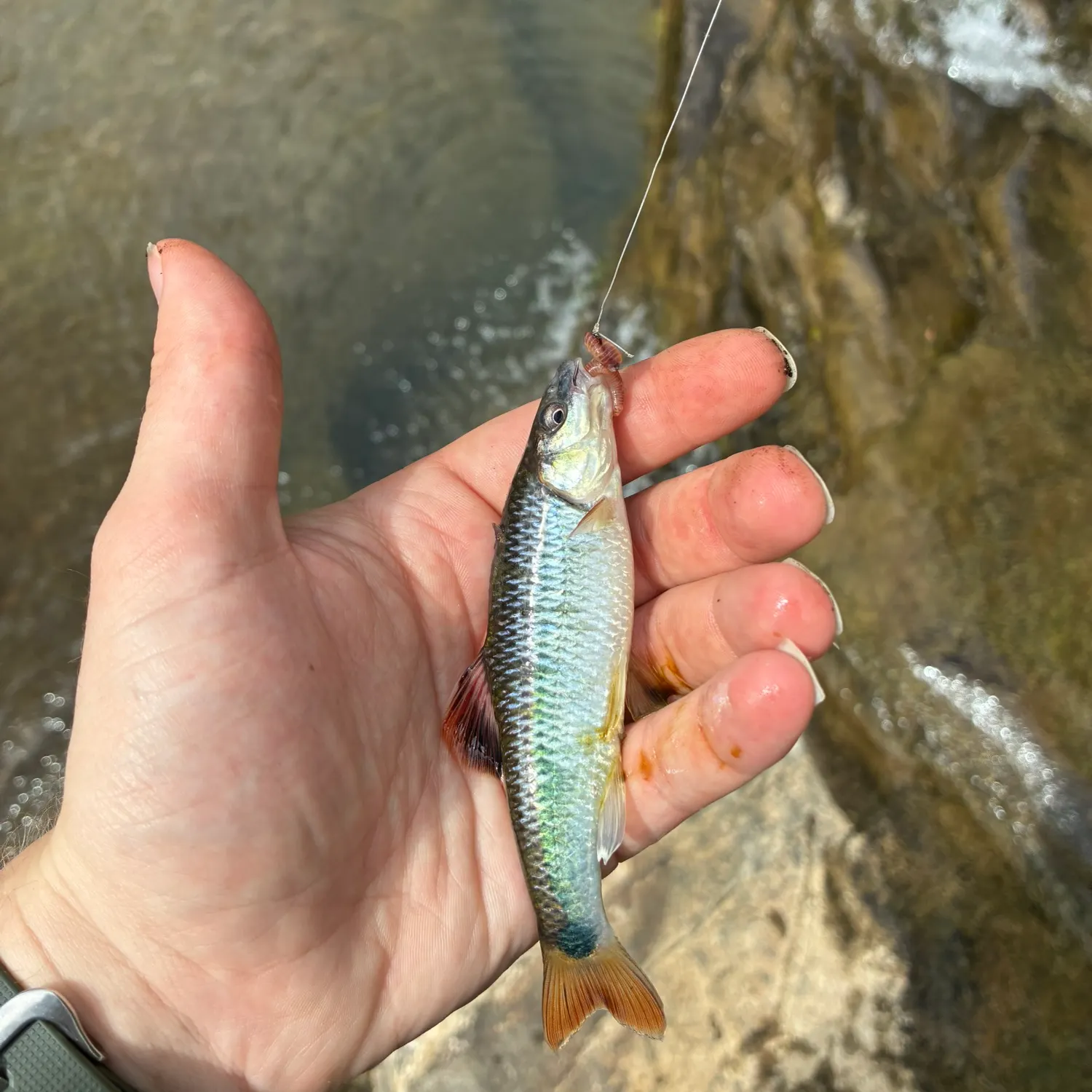 The most recent Alabama shiner catches on Fishbrain
