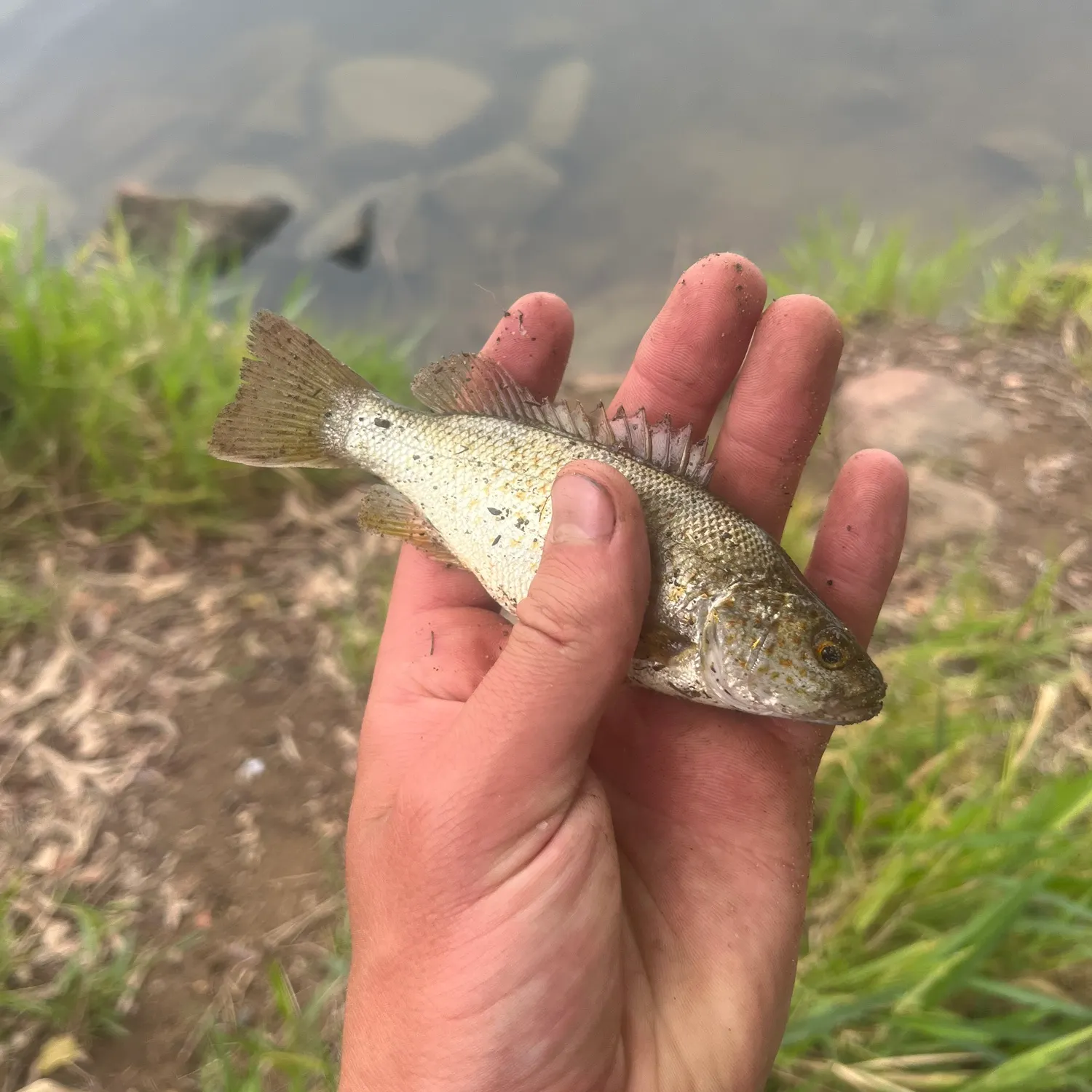 The most recent Spangled perch catches on Fishbrain