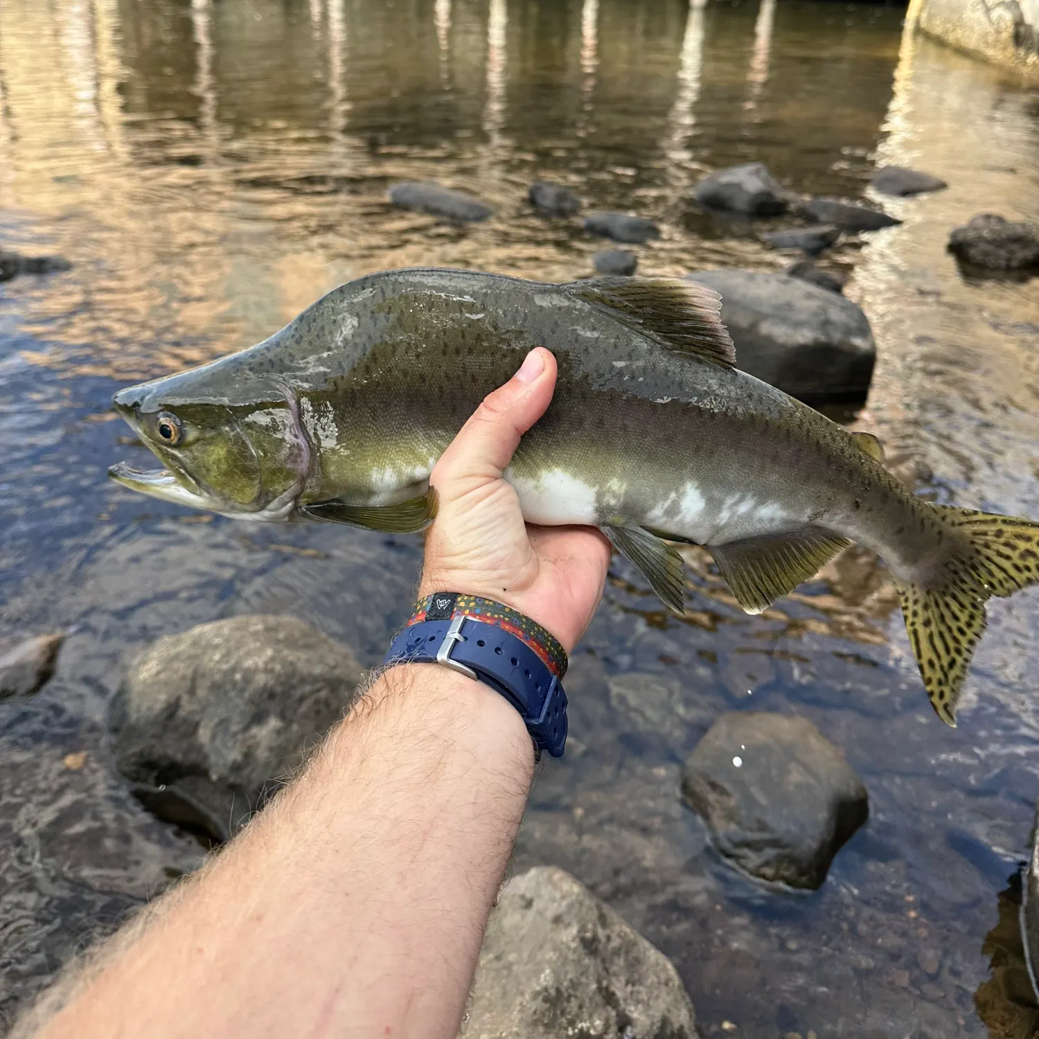 Pink salmon caught on Fishbrain
