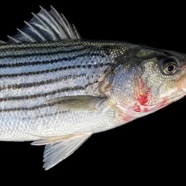Striped bass caught on Fishbrain