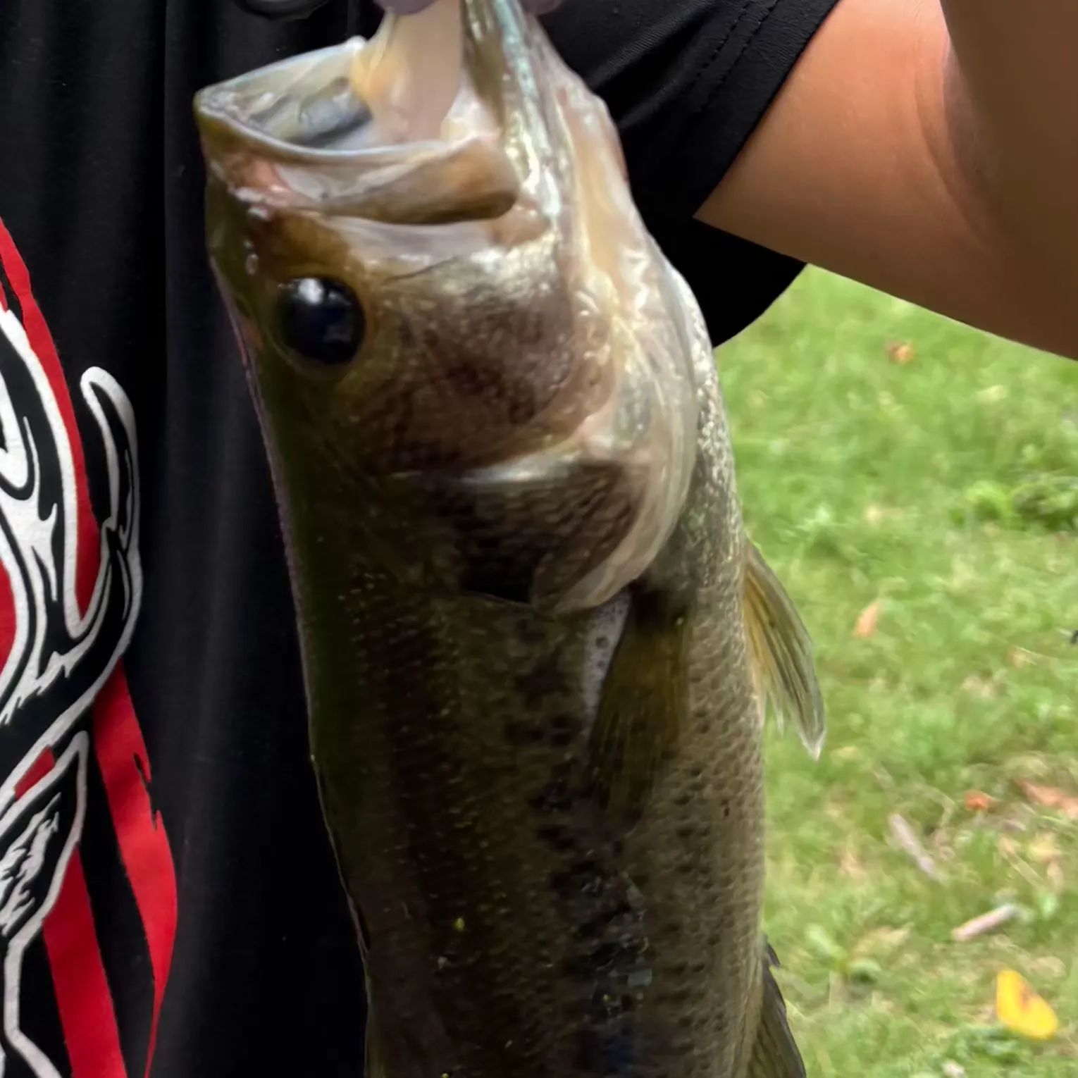 Spotted bass caught on Fishbrain