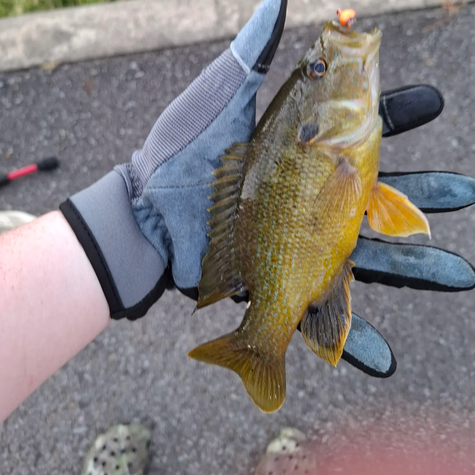 Bluegill caught on Fishbrain