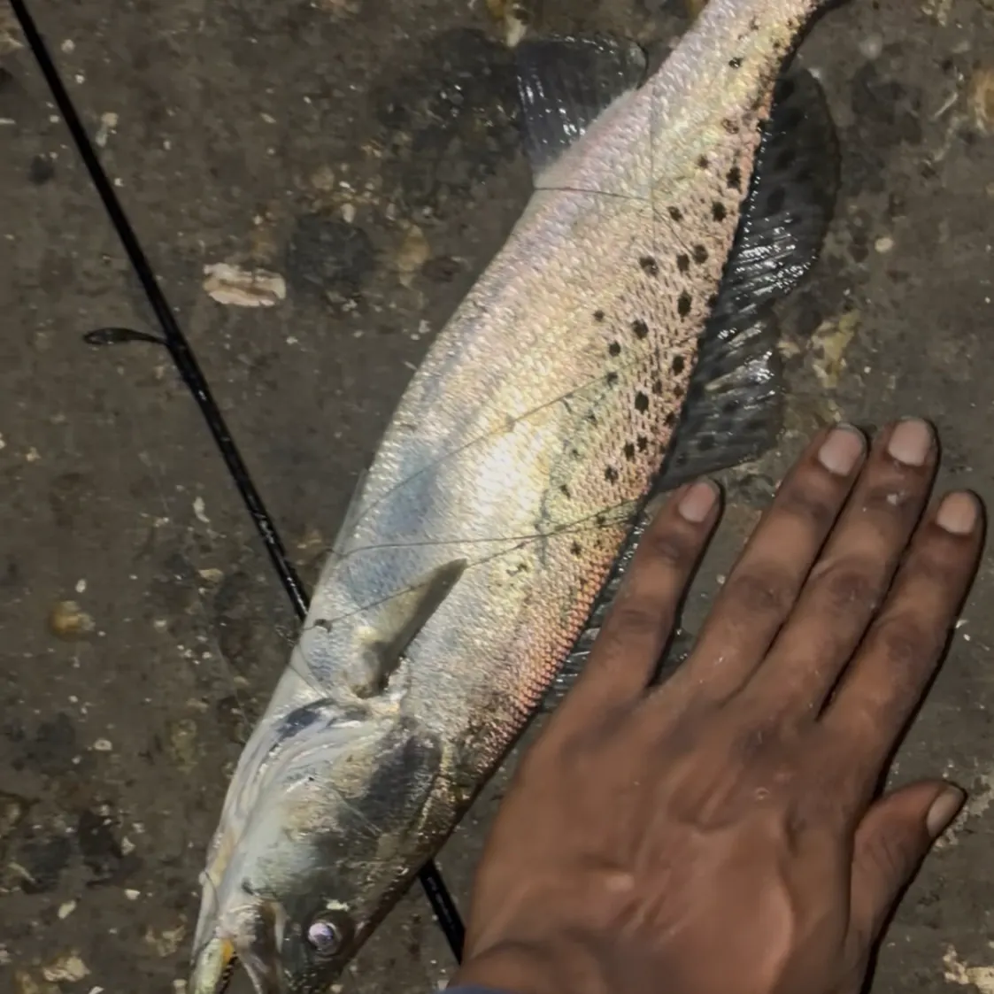 Spotted seatrout caught on Fishbrain