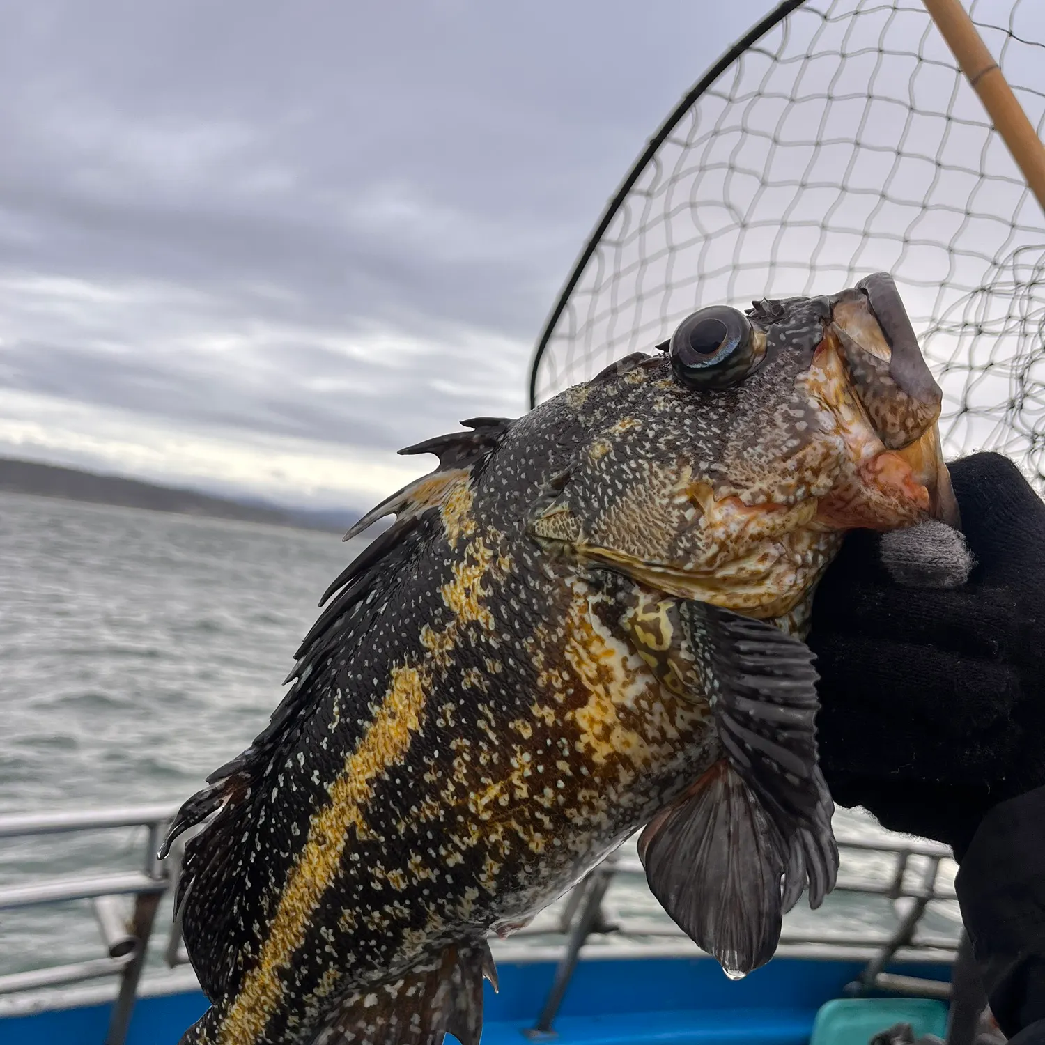 The most recent China rockfish catches on Fishbrain