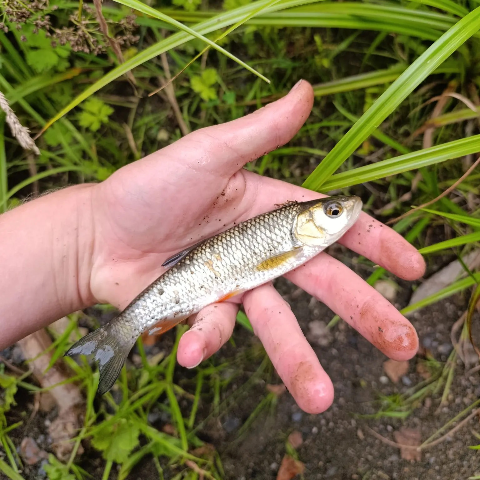 European chub caught on Fishbrain