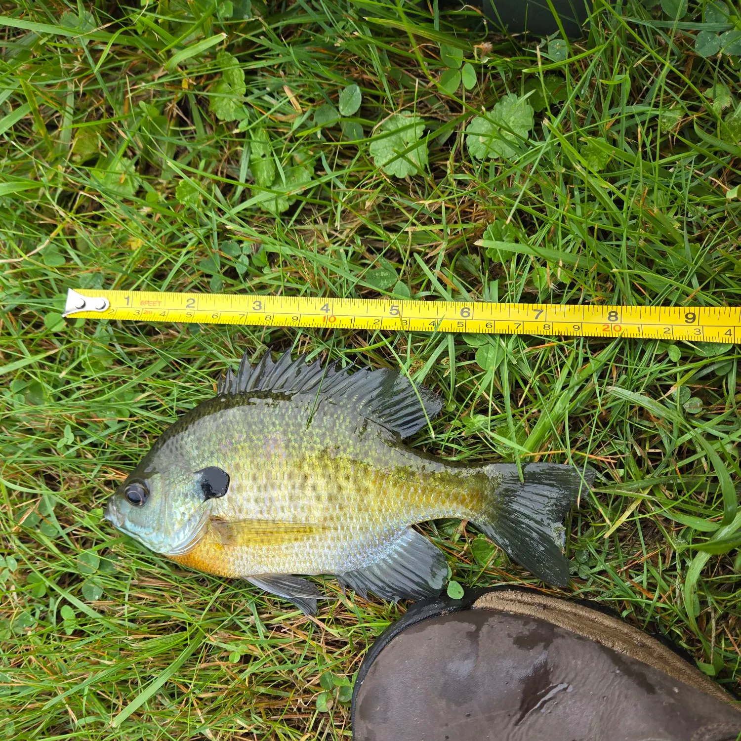 Bluegill caught on Fishbrain
