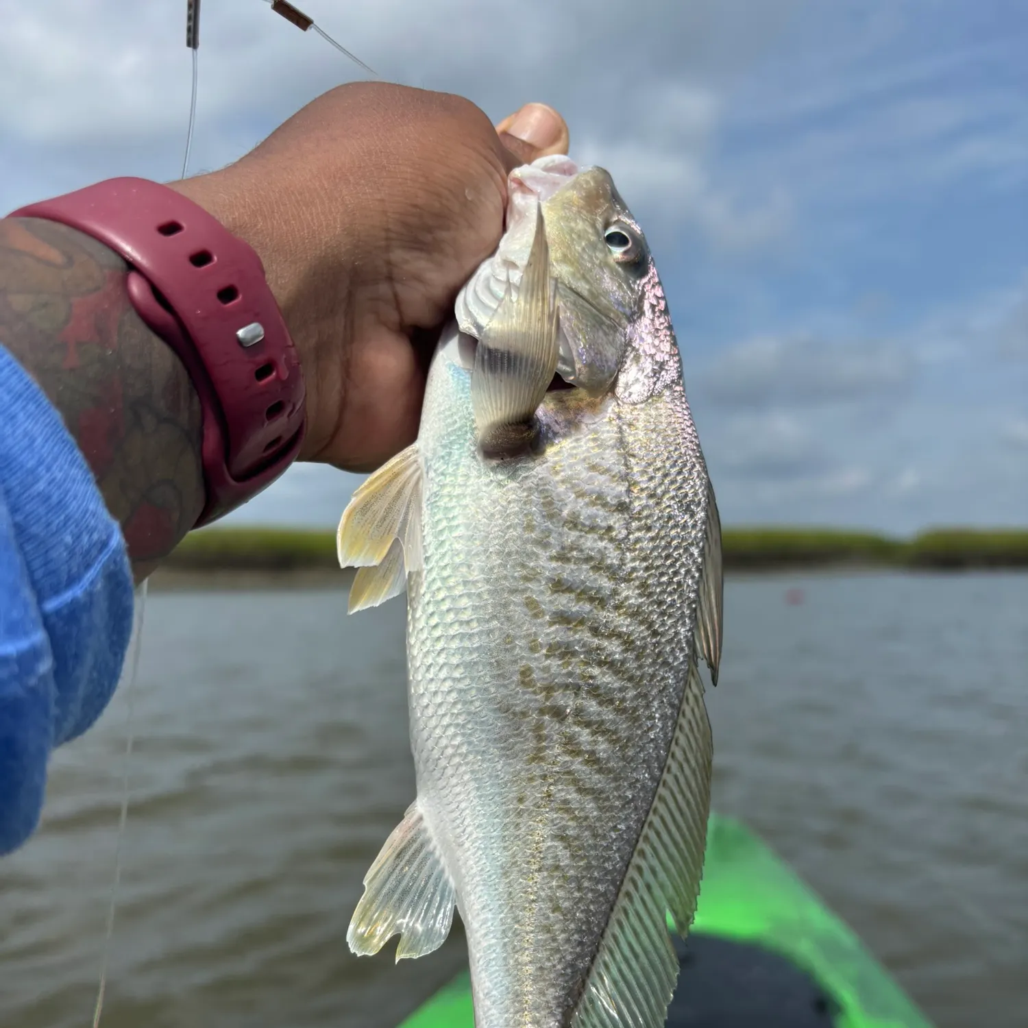 Atlantic croaker caught on Fishbrain