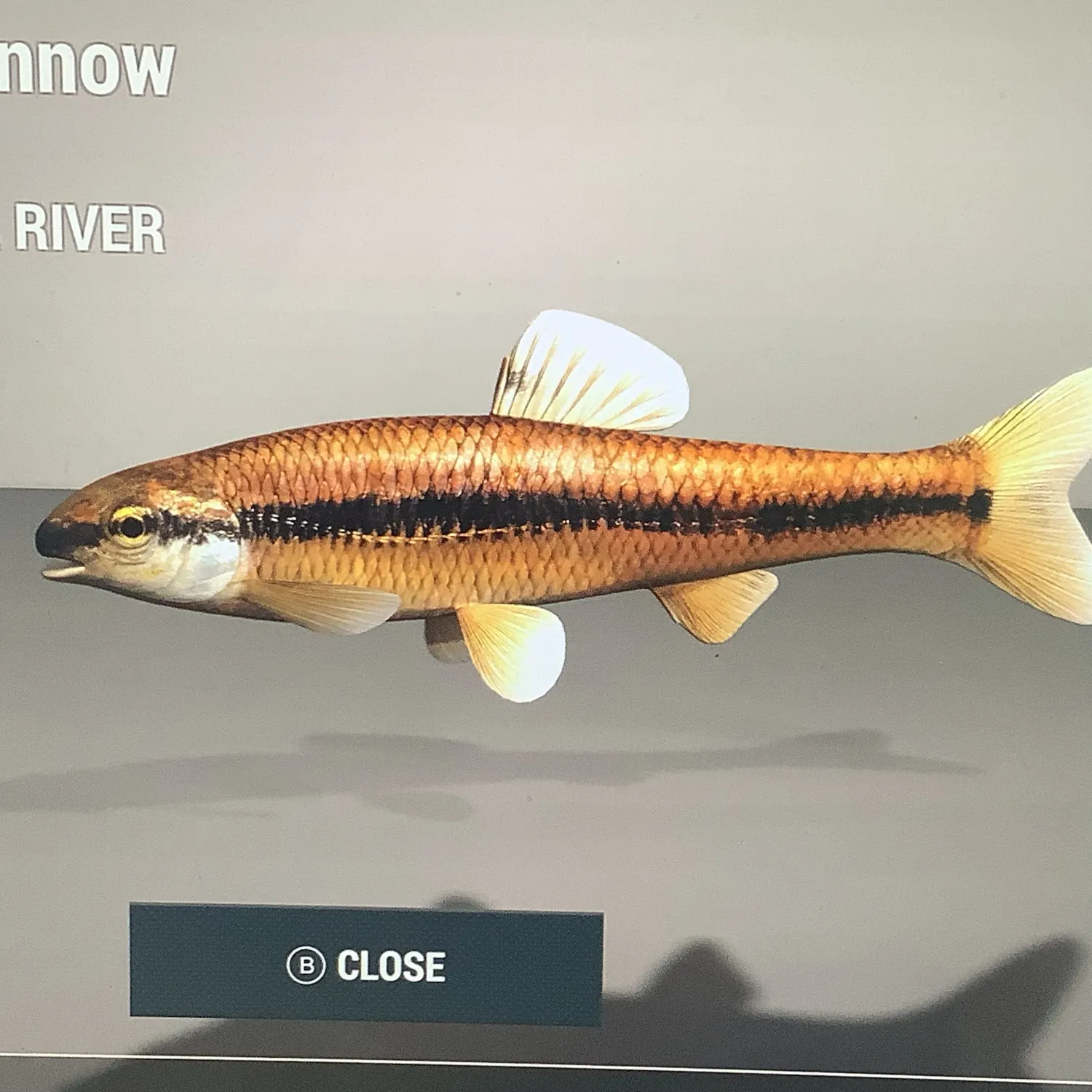 The most recent Bluntnose minnow catches on Fishbrain