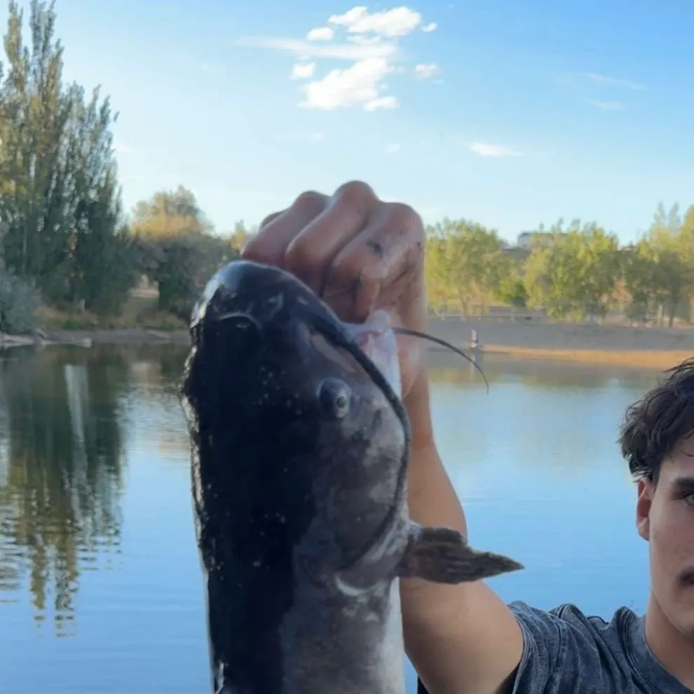 Channel catfish caught on Fishbrain