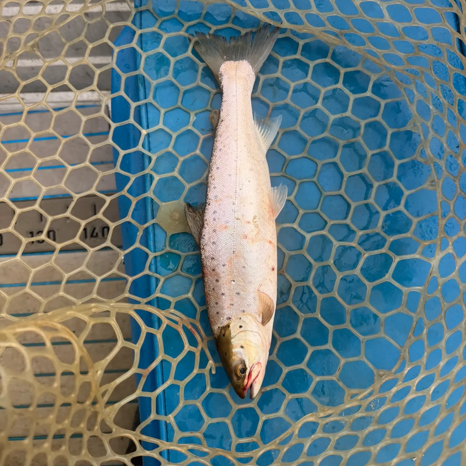 Brown trout caught on Fishbrain