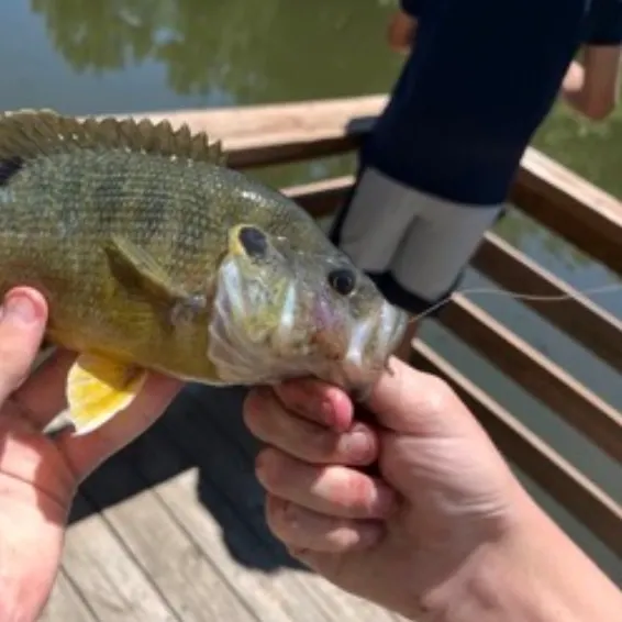 The most recent Green sunfish catches on Fishbrain