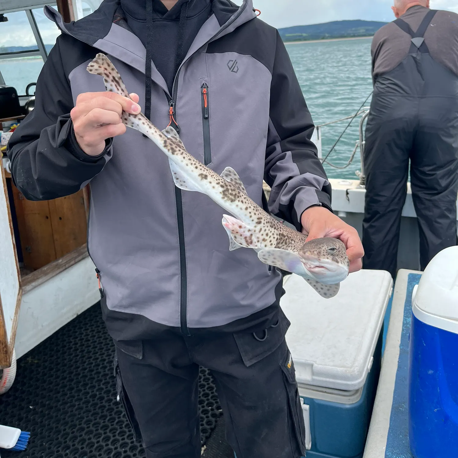 The most recent Common smooth-hound catches on Fishbrain