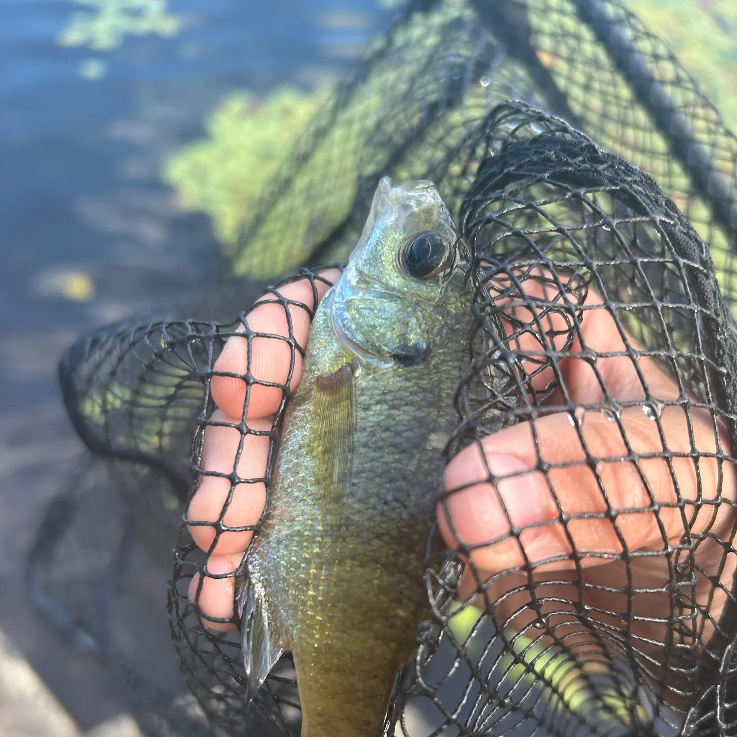 Greengill hybrid caught on Fishbrain