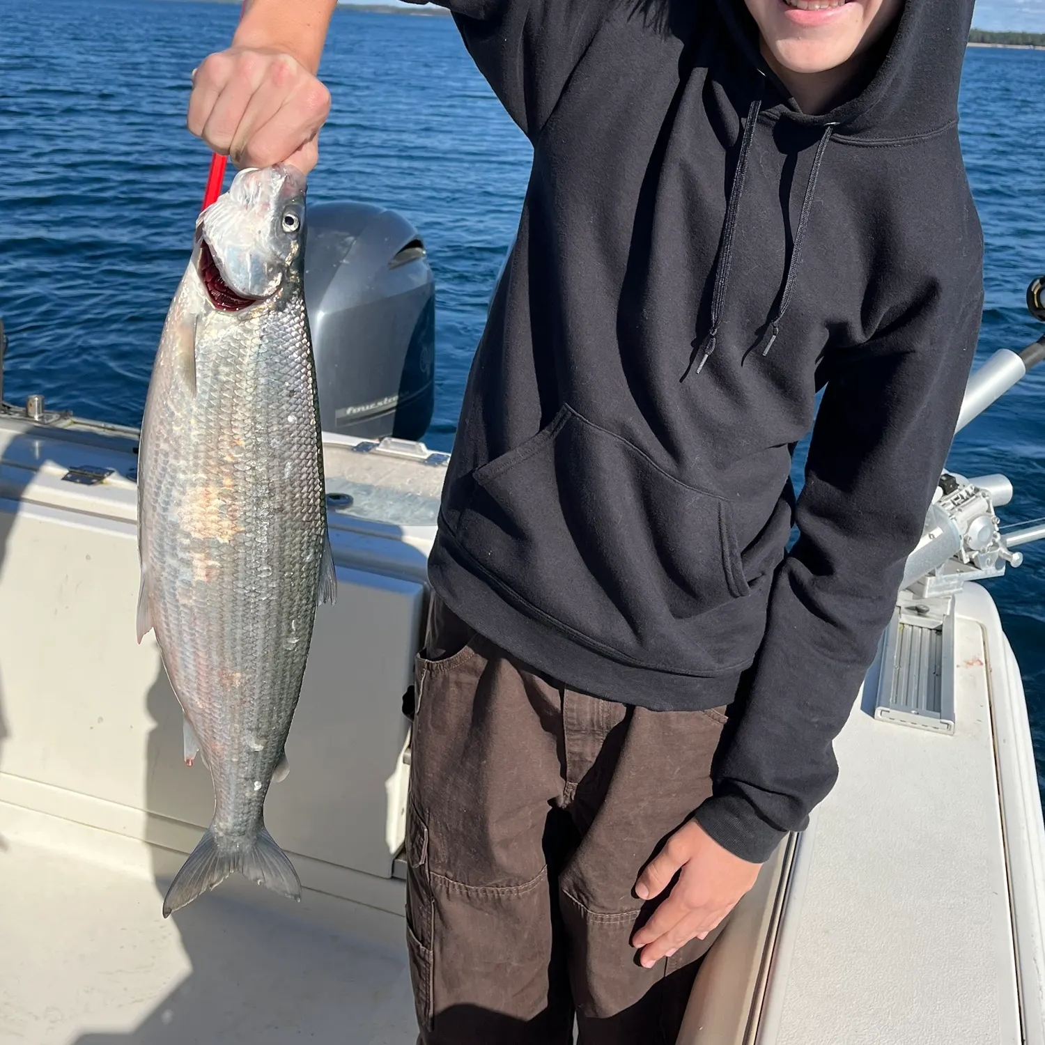 The most recent Northern cisco catches on Fishbrain