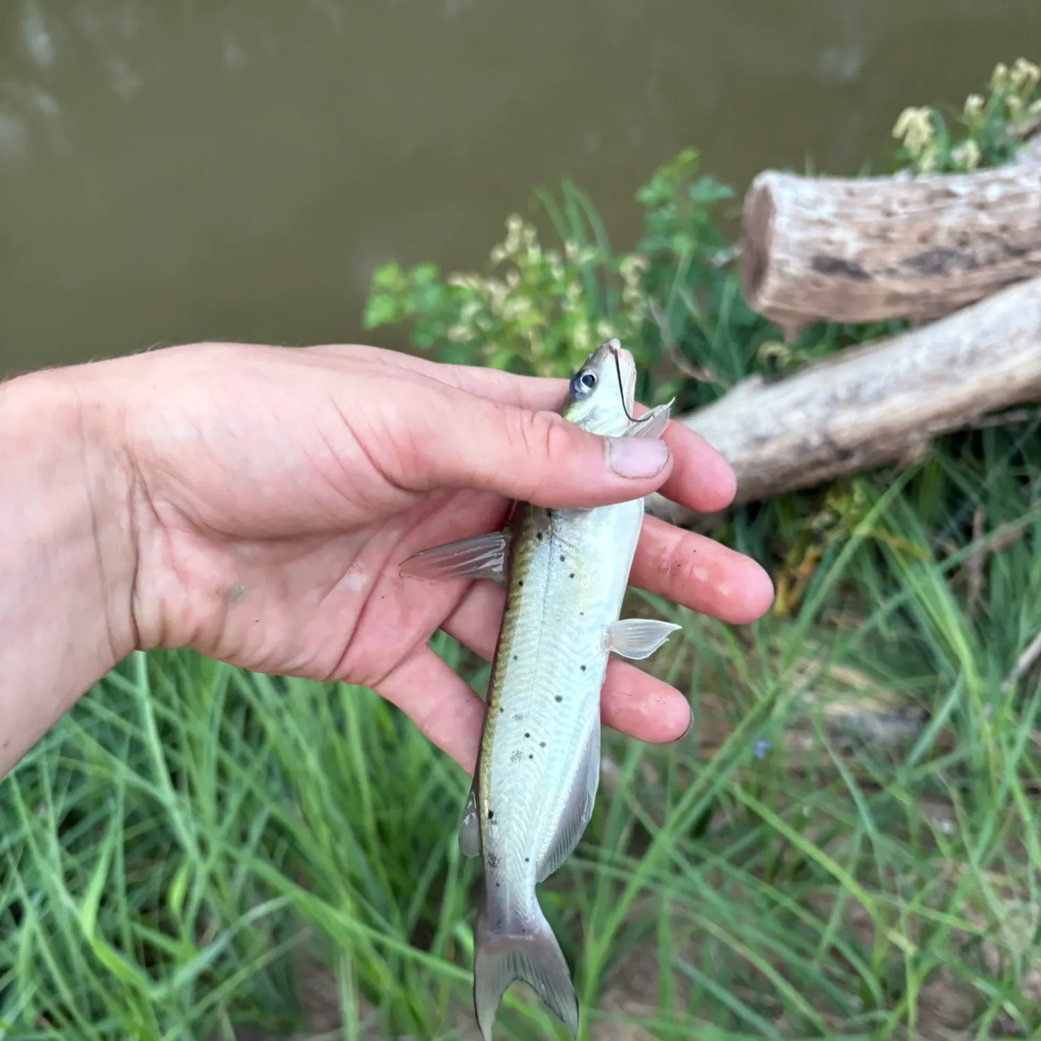 Channel catfish caught on Fishbrain