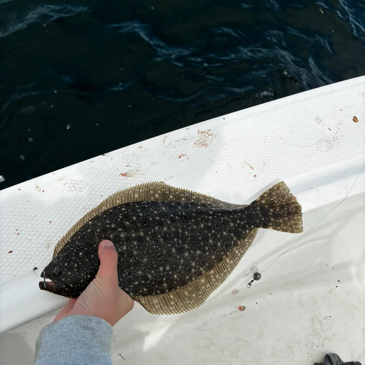 Summer flounder caught on Fishbrain