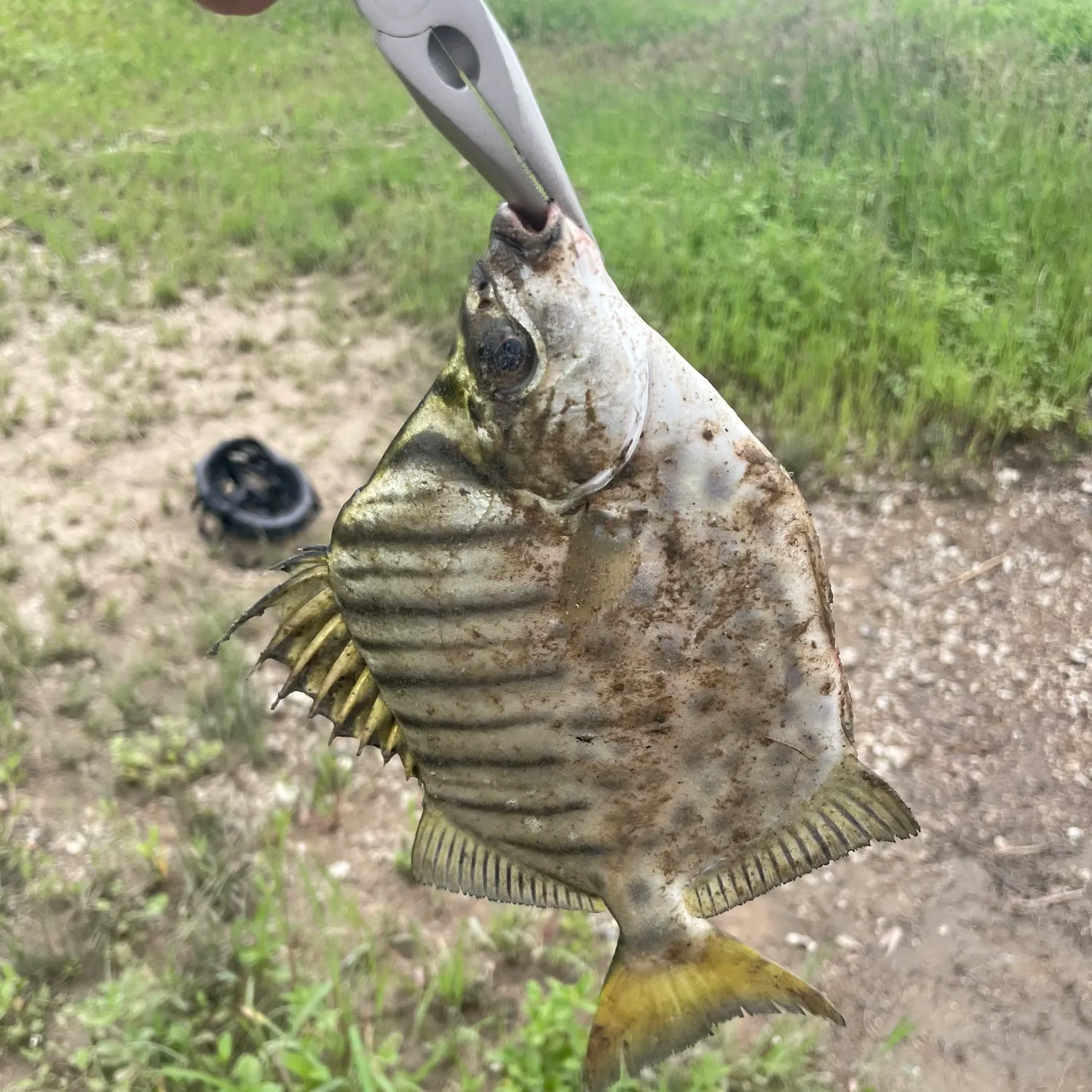 The most recent Spotbanded scat catches on Fishbrain