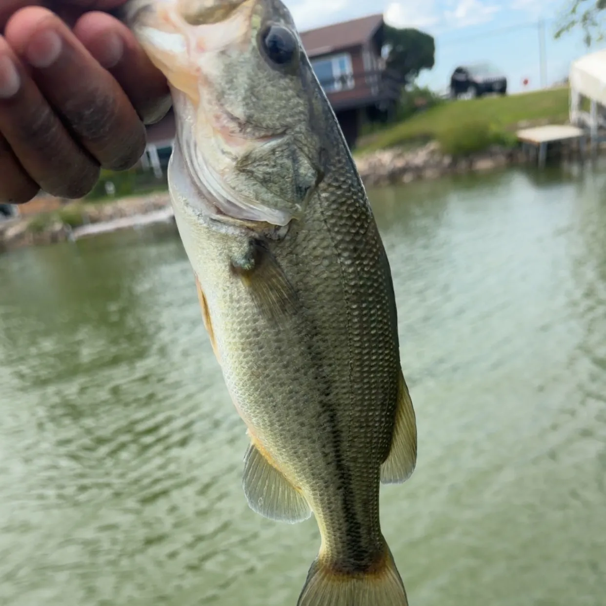 Largemouth bass caught on Fishbrain