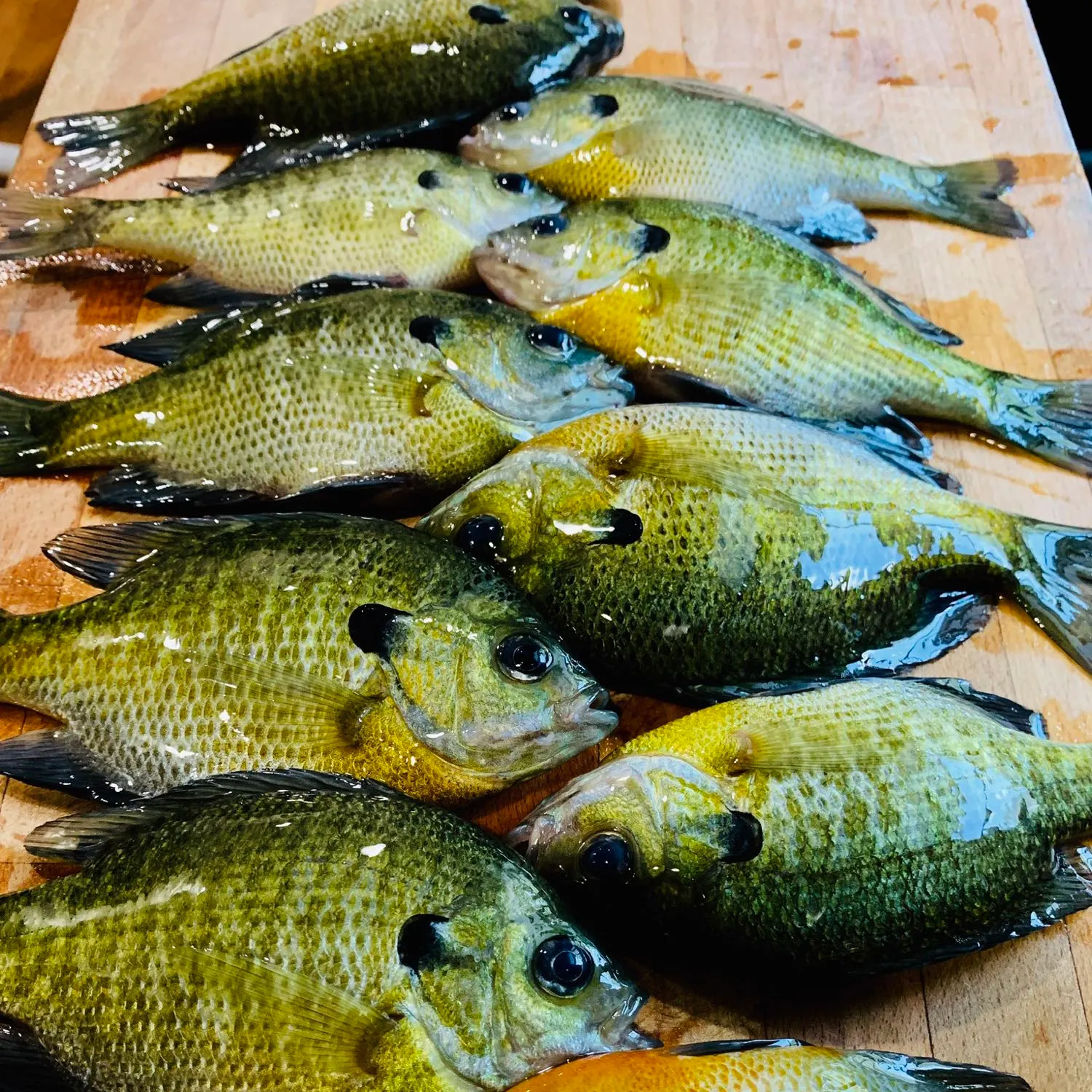 recently logged catches