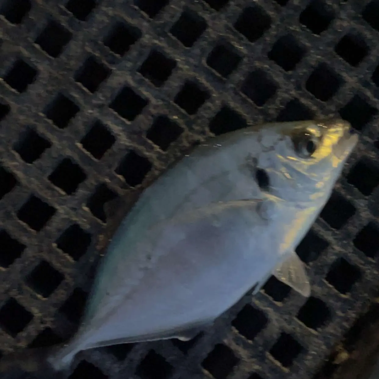 White trevally caught on Fishbrain