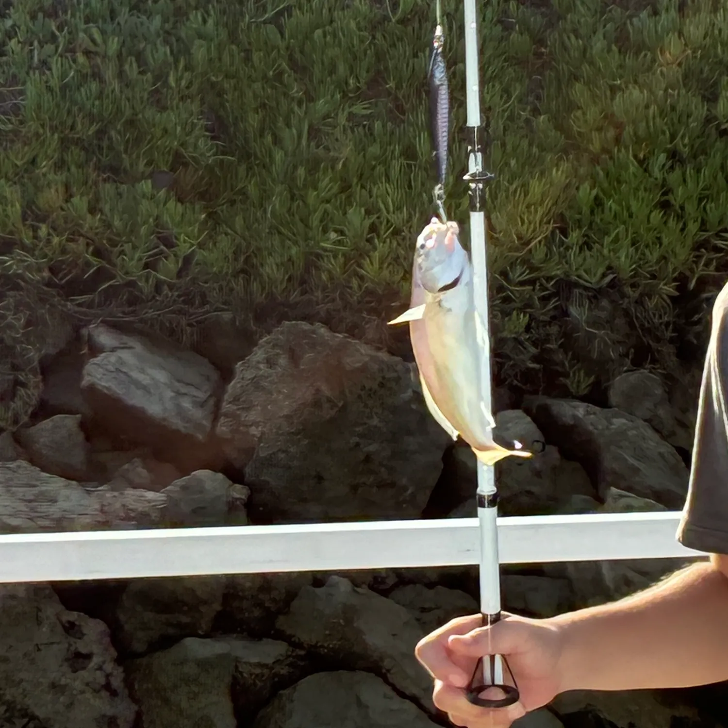 Yellowfin croaker caught on Fishbrain