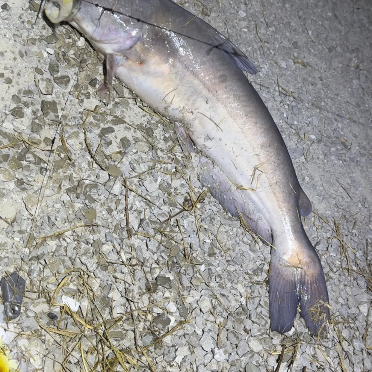 Blue catfish caught on Fishbrain