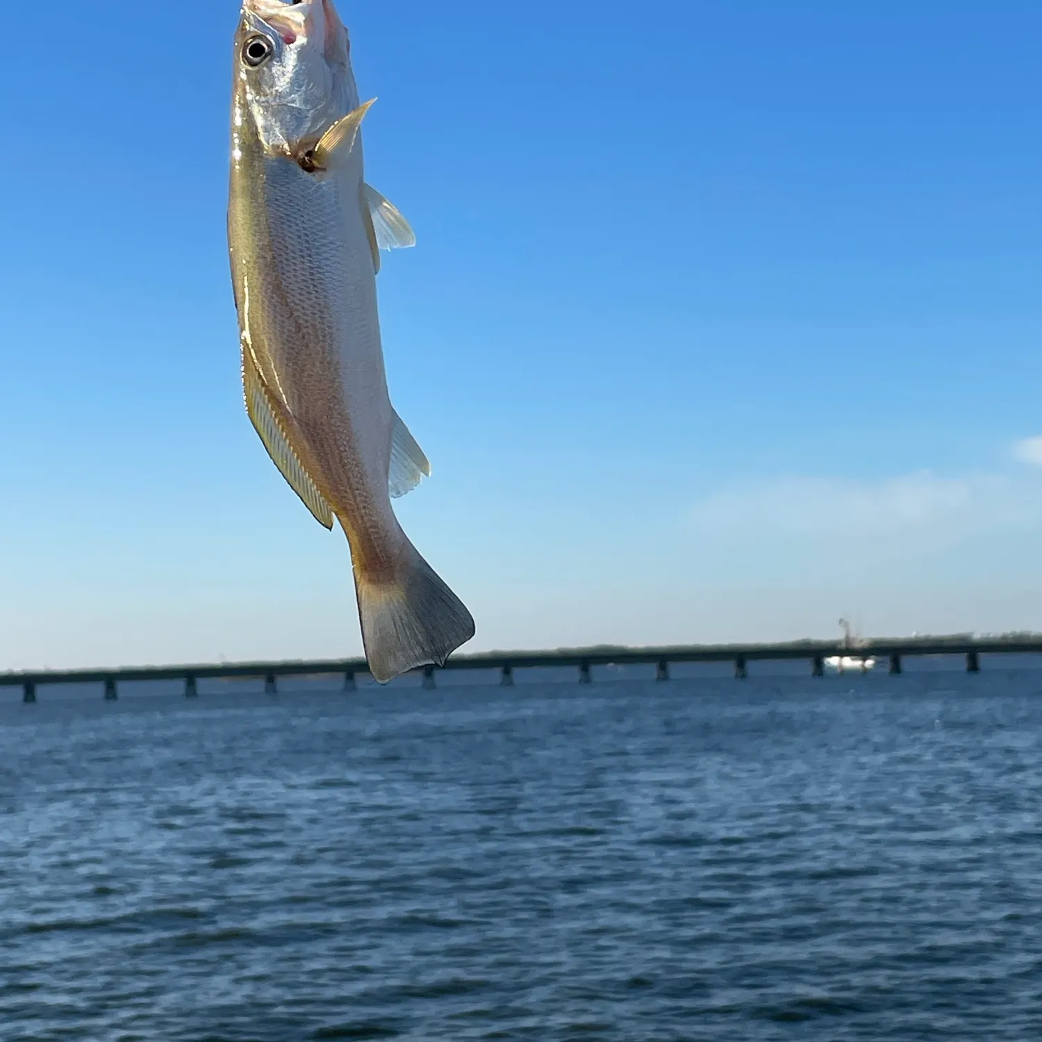 Sand seatrout caught on Fishbrain