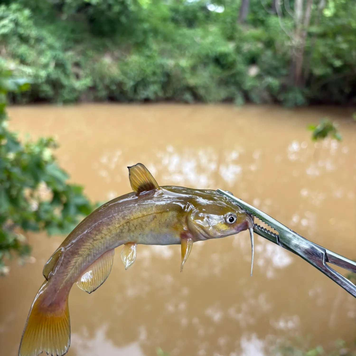 The most recent Flat bullhead catches on Fishbrain