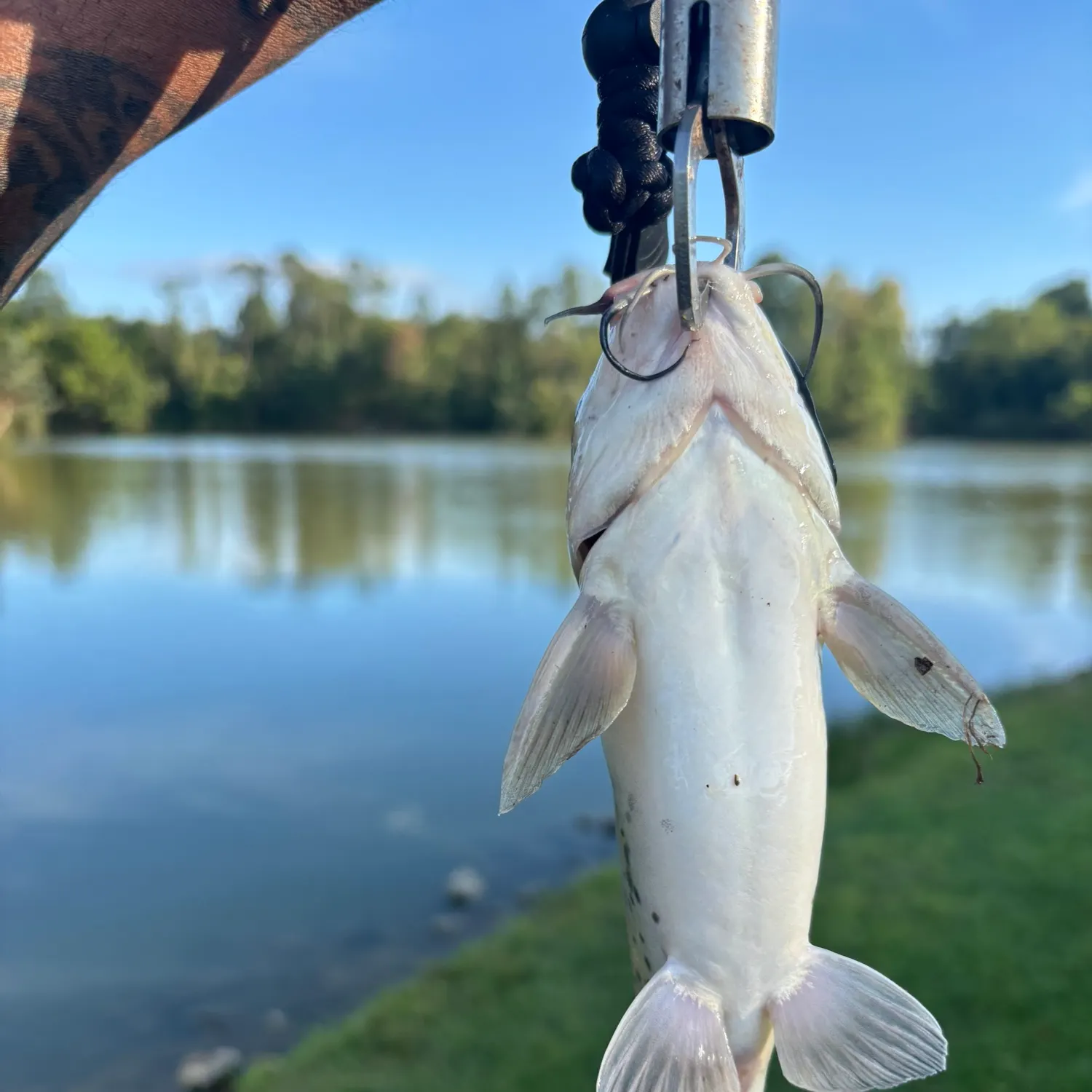 Channel catfish caught on Fishbrain