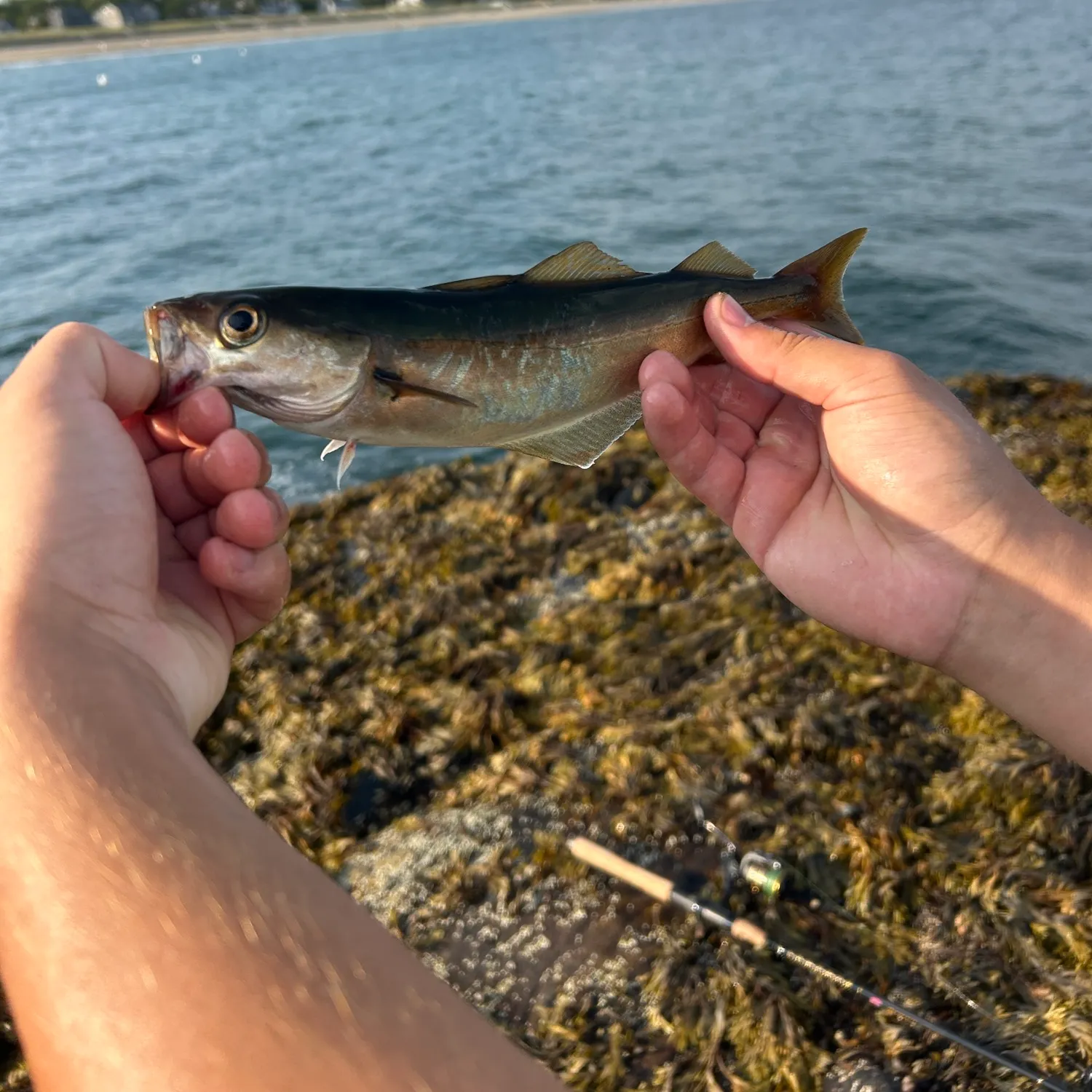 Atlantic pollock caught on Fishbrain