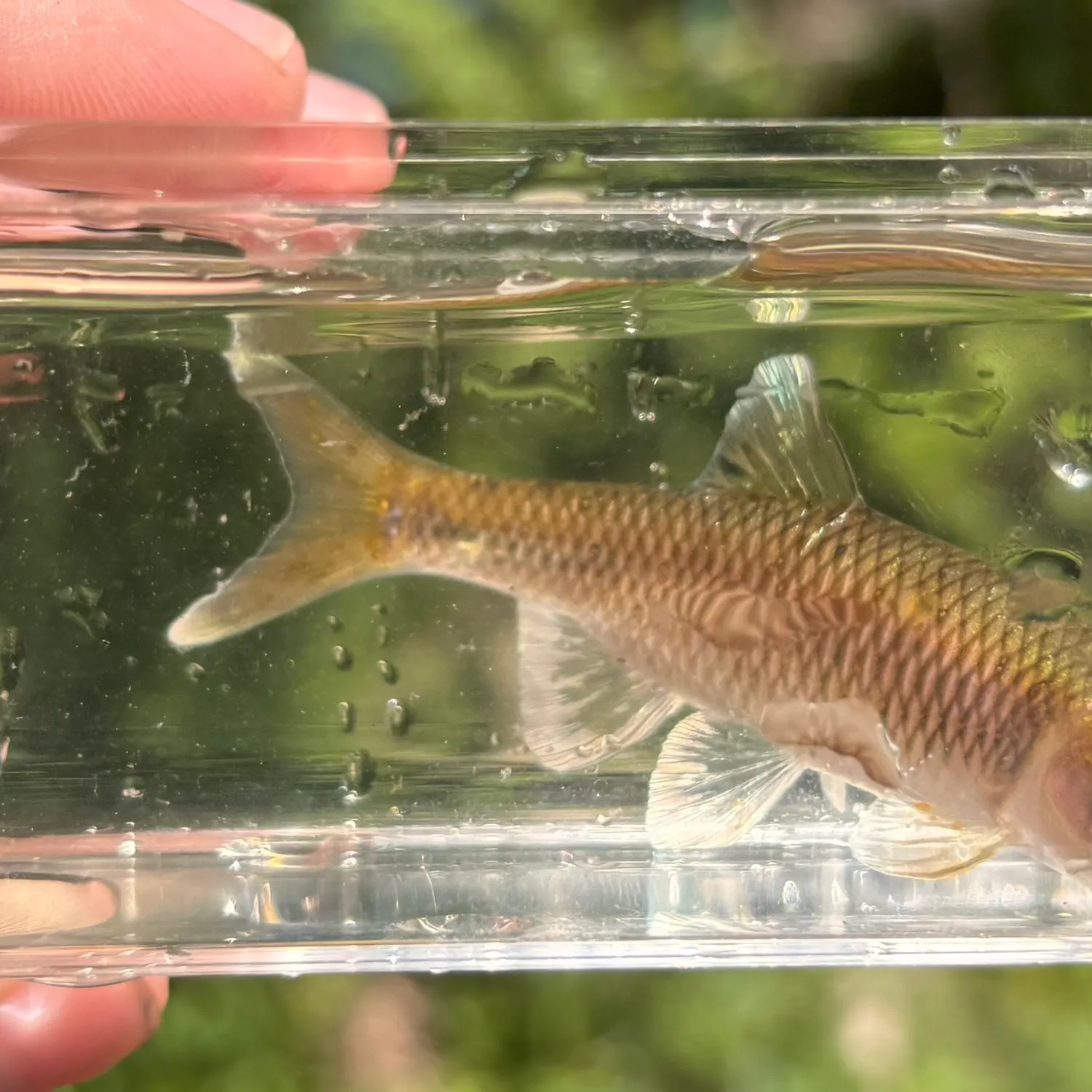 Satinfin shiner caught on Fishbrain
