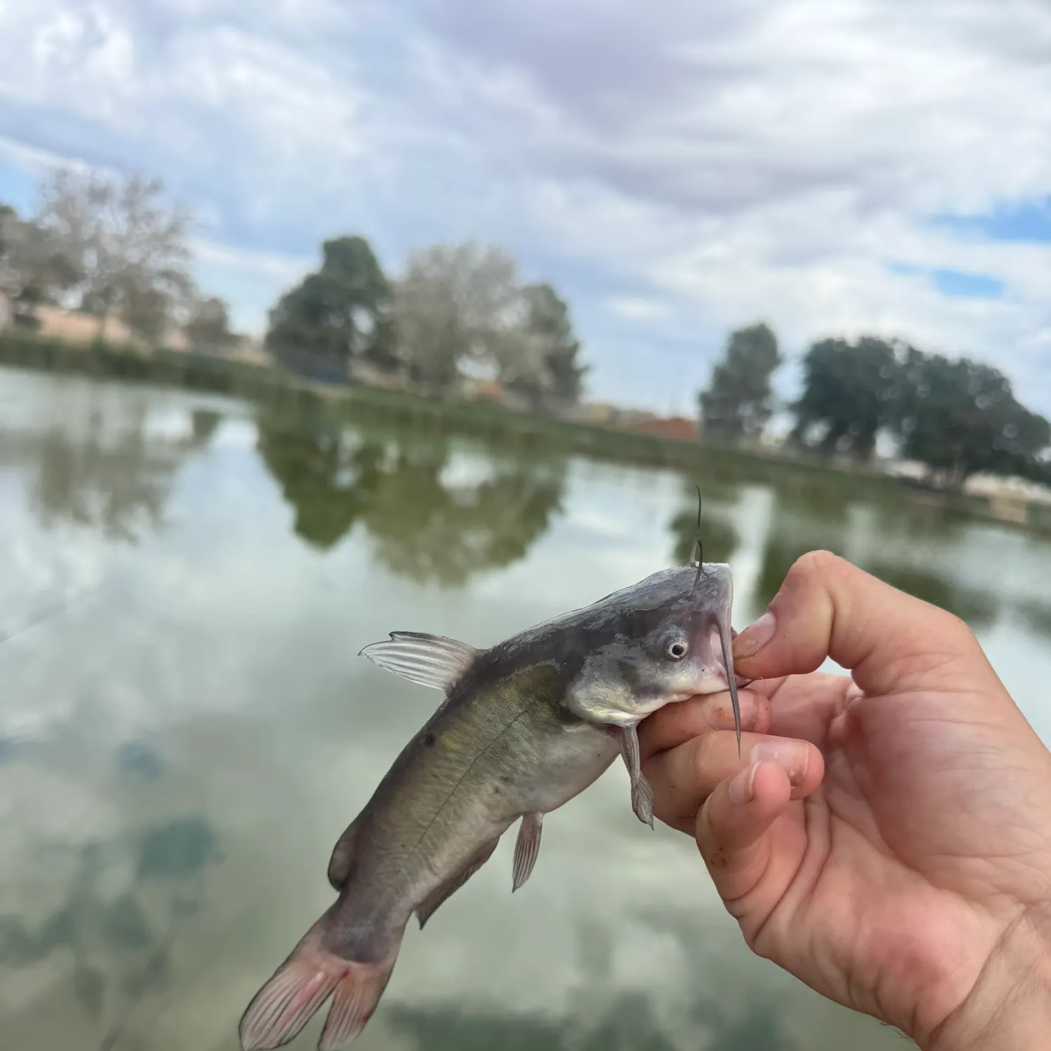 Channel catfish caught on Fishbrain