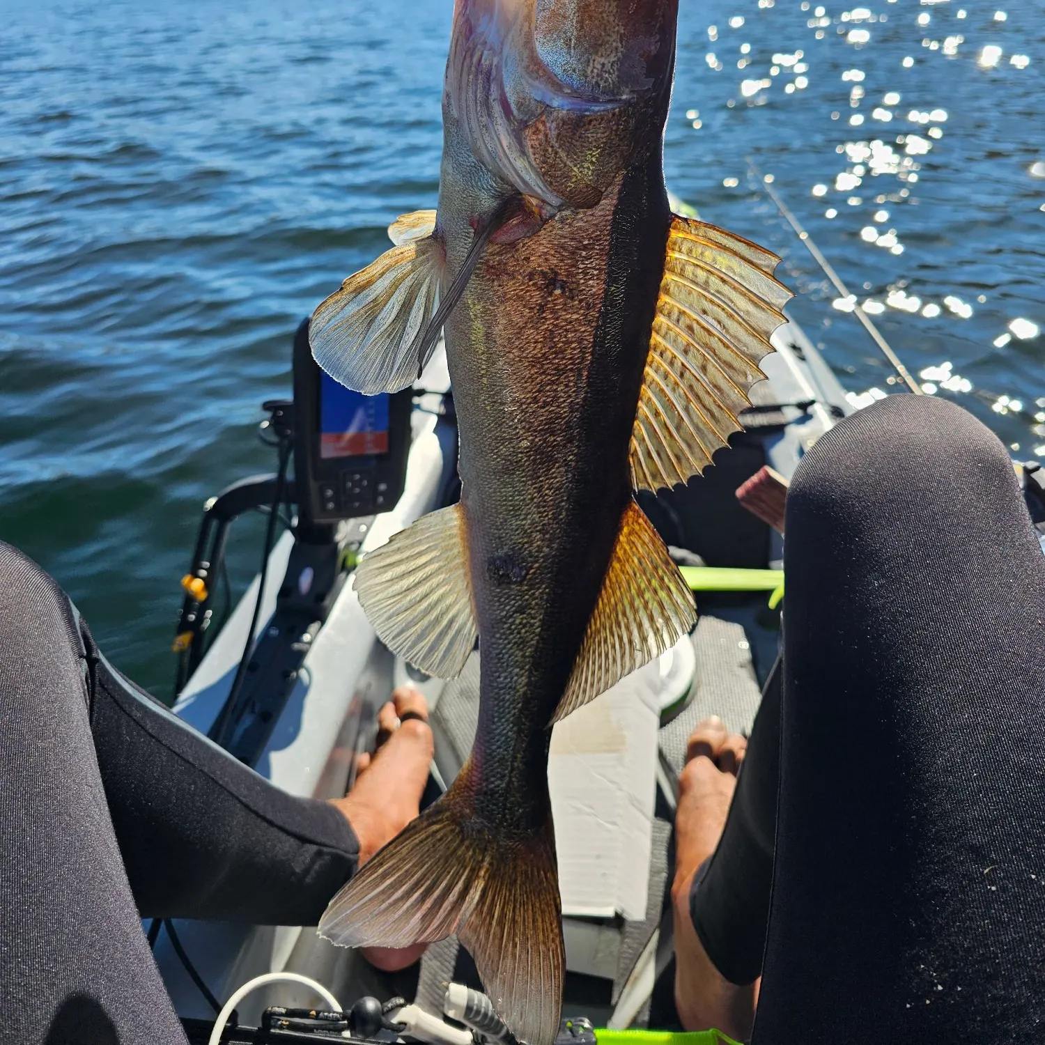 Zander caught on Fishbrain