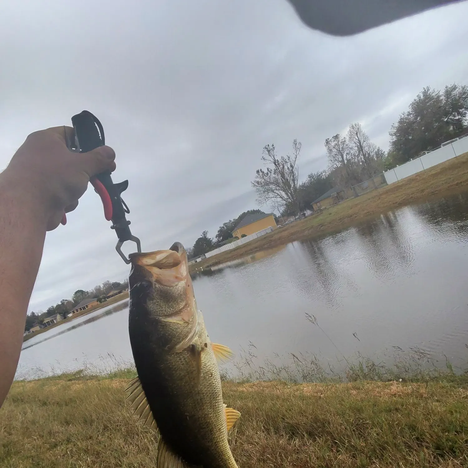 The most recent Largemouth bass catches on Fishbrain
