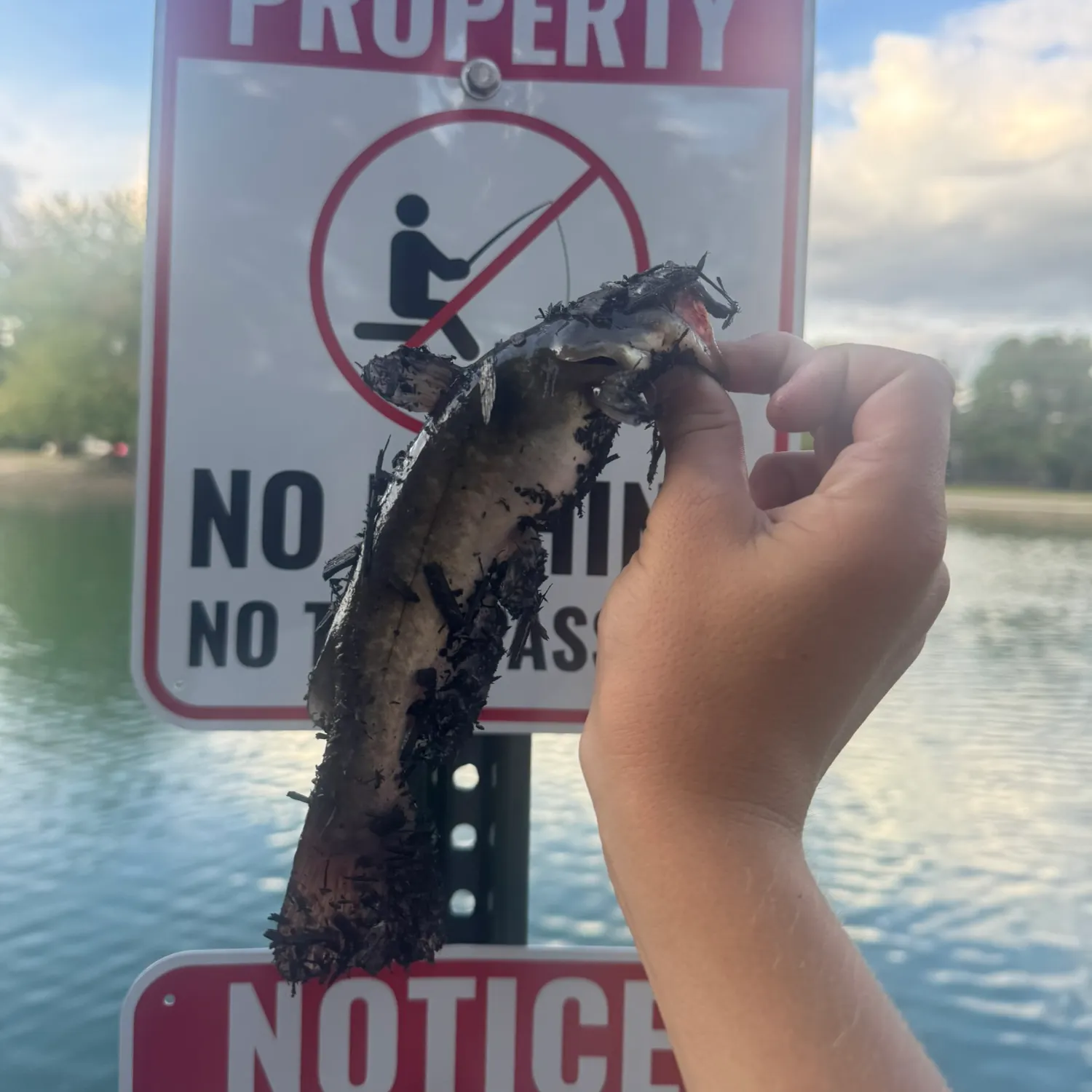 Black bullhead caught on Fishbrain