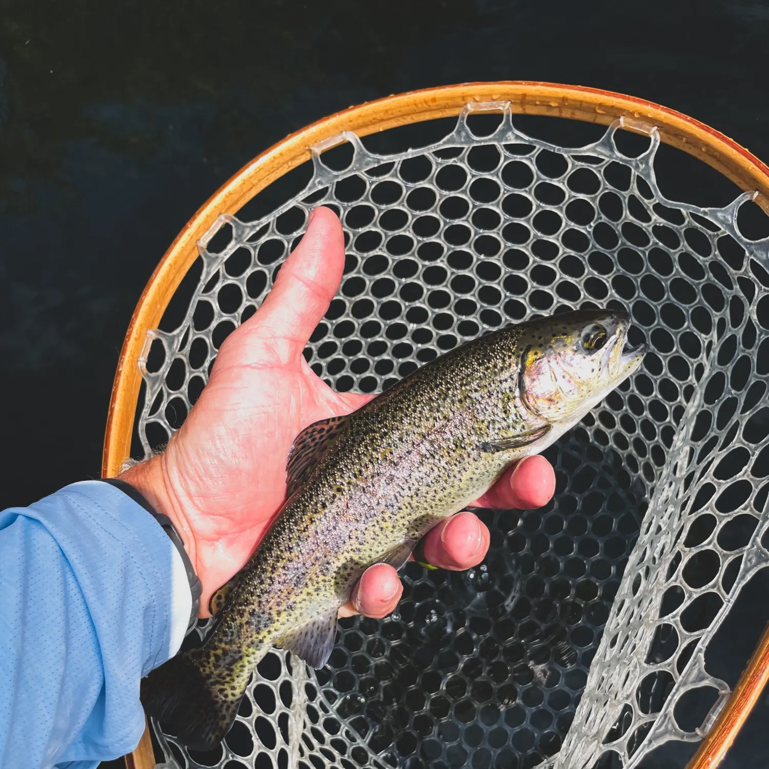 Rainbow trout caught on Fishbrain