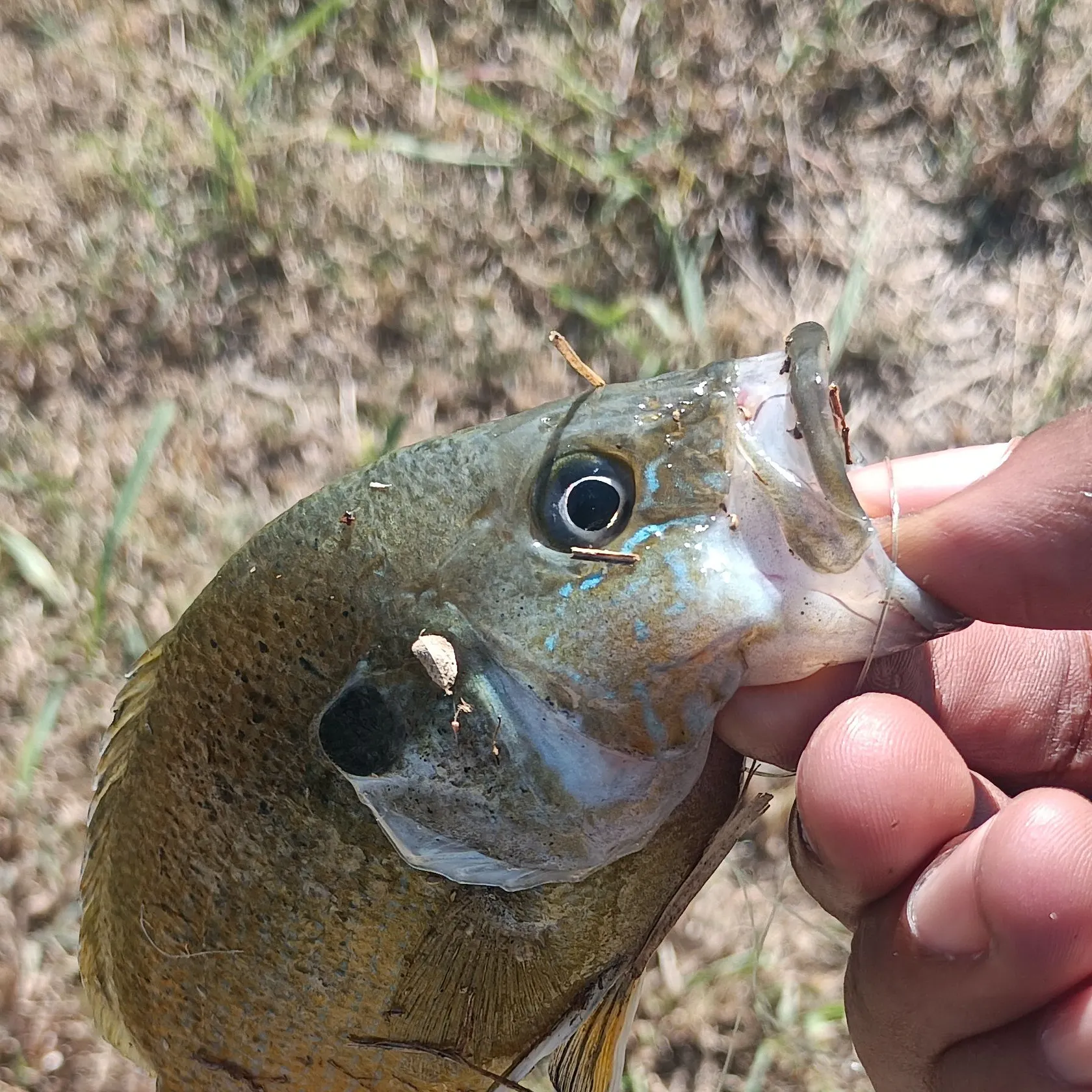 Greengill hybrid caught on Fishbrain