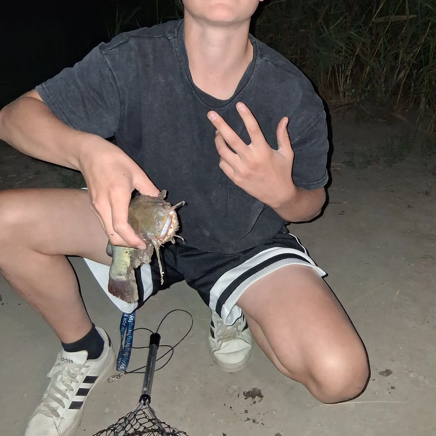 Yellow bullhead caught on Fishbrain