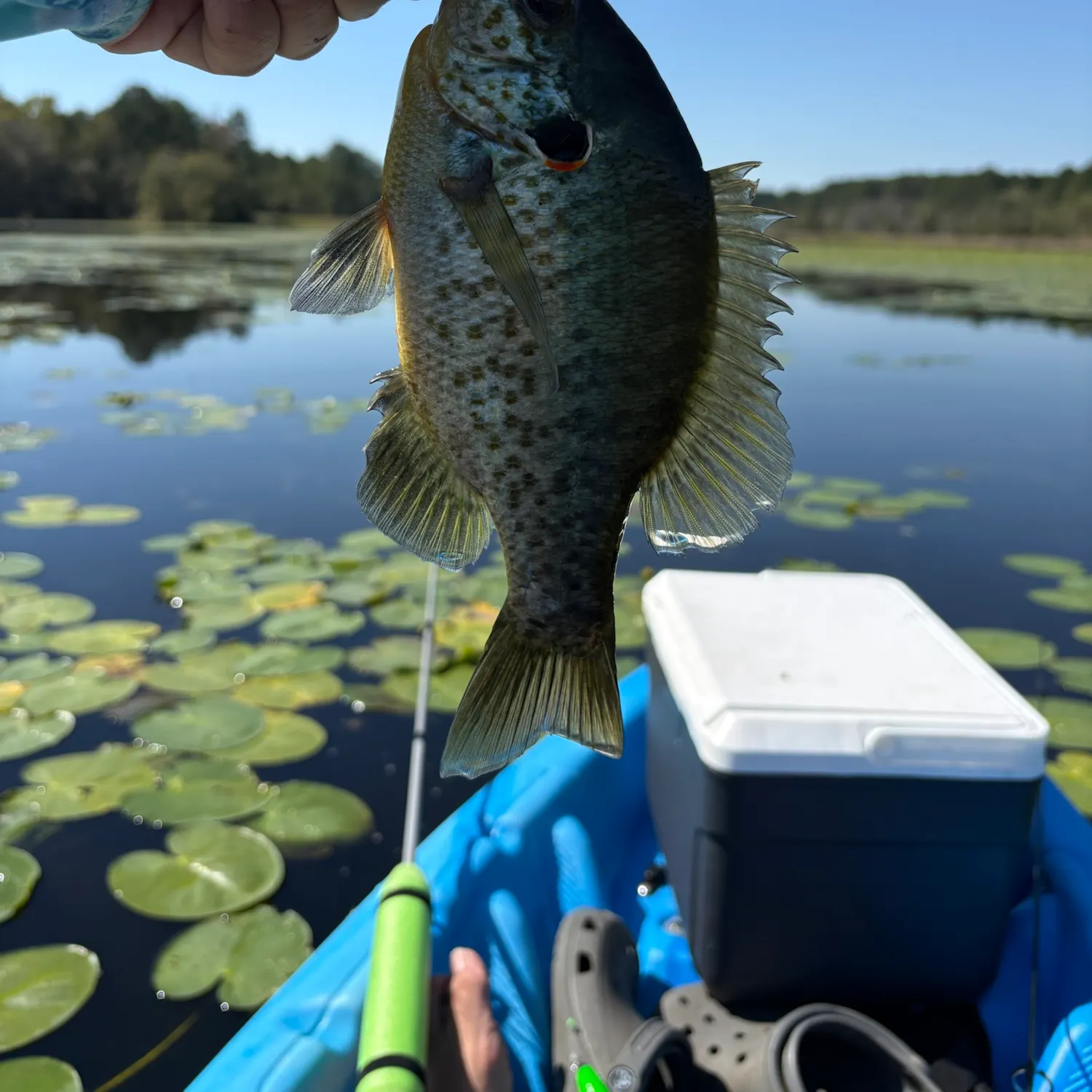 Redear sunfish caught on Fishbrain