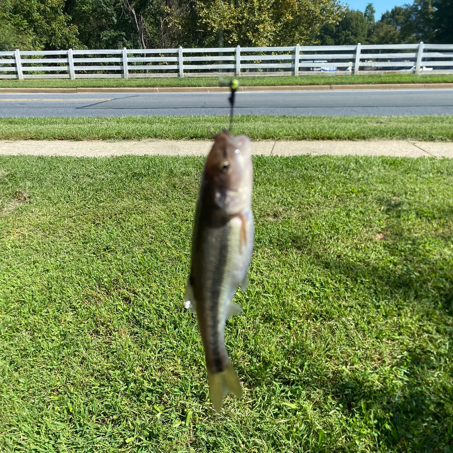 Creek chub caught on Fishbrain