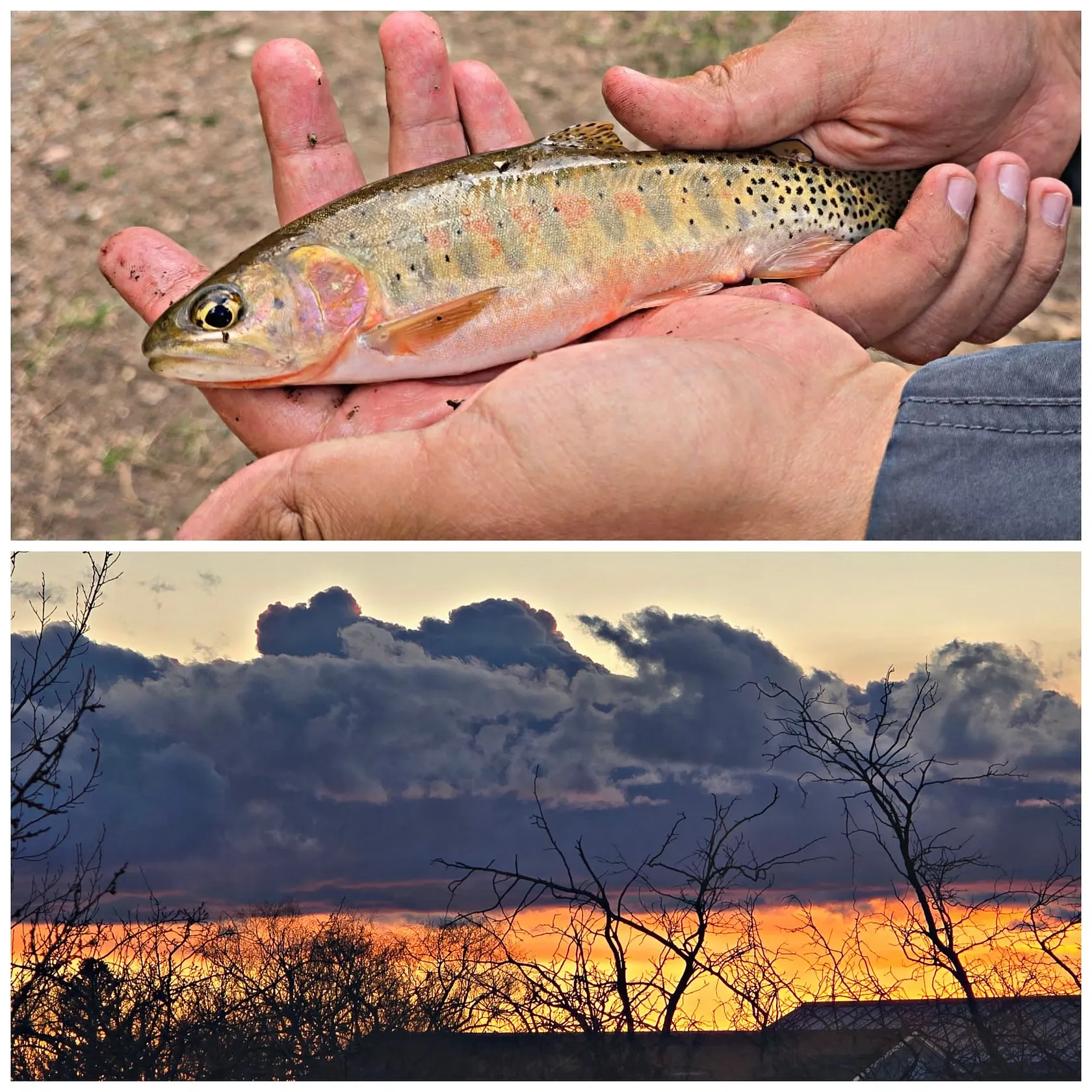 The most popular recent Rio Grande cutthroat trout catch on Fishbrain