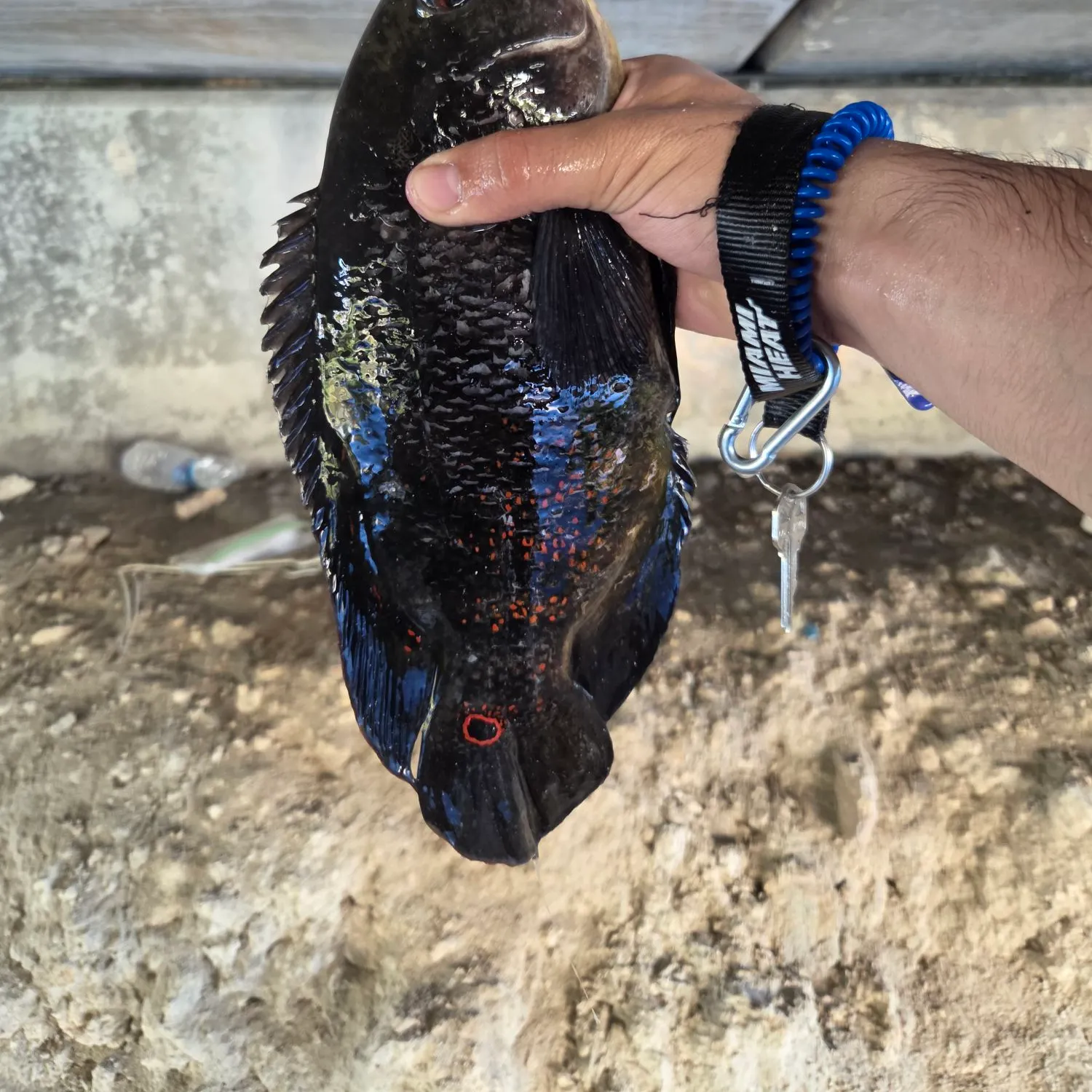 Oscar caught on Fishbrain